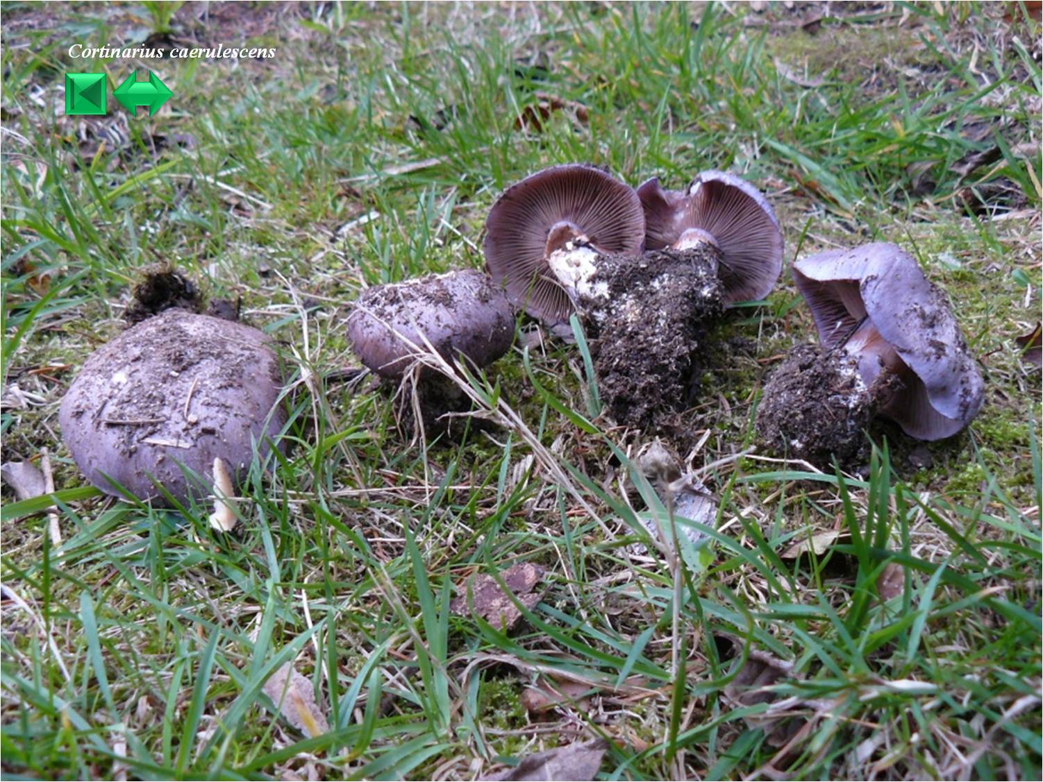 Cortinarius caerulescens