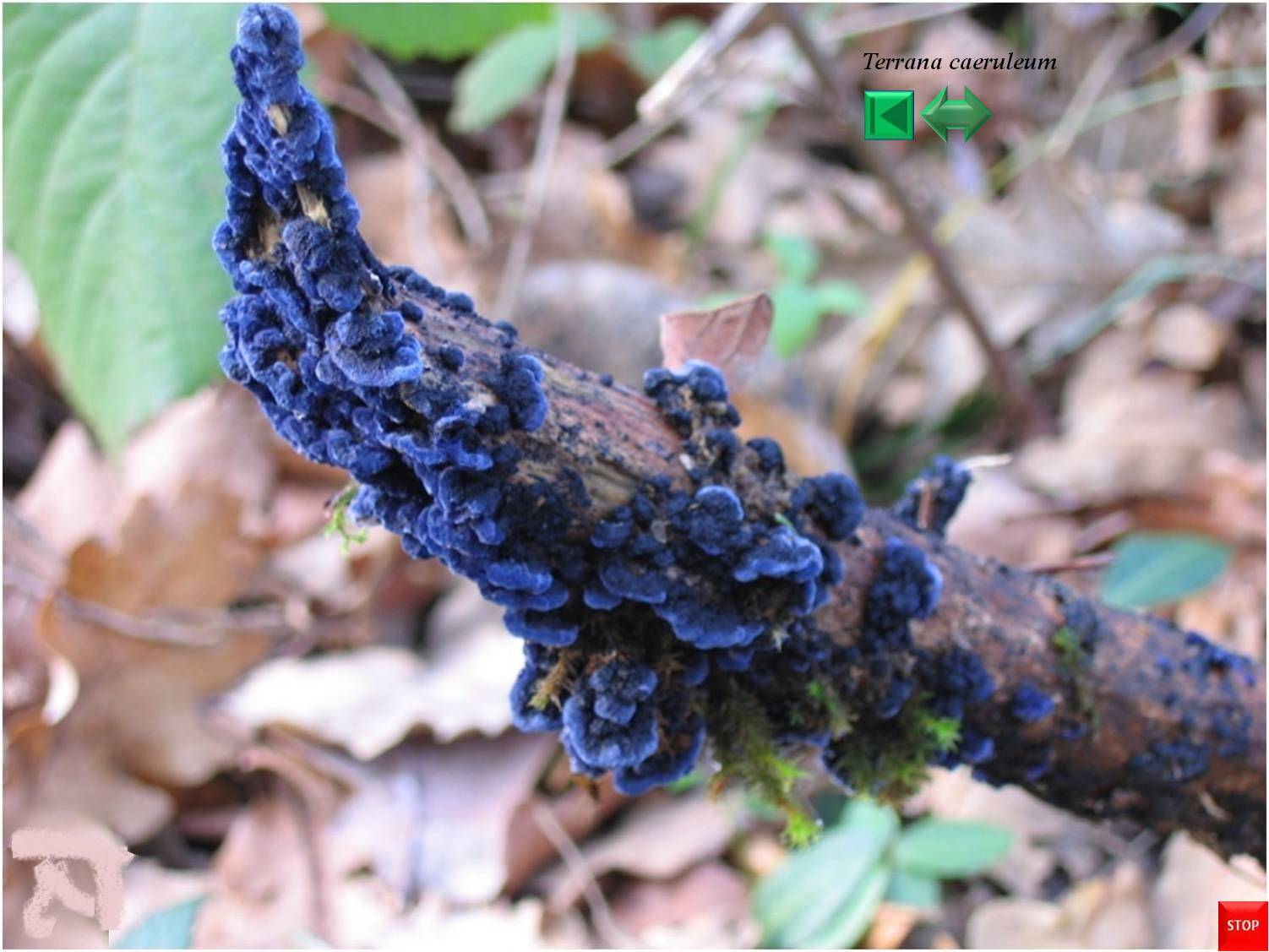 Terrana caeruleum