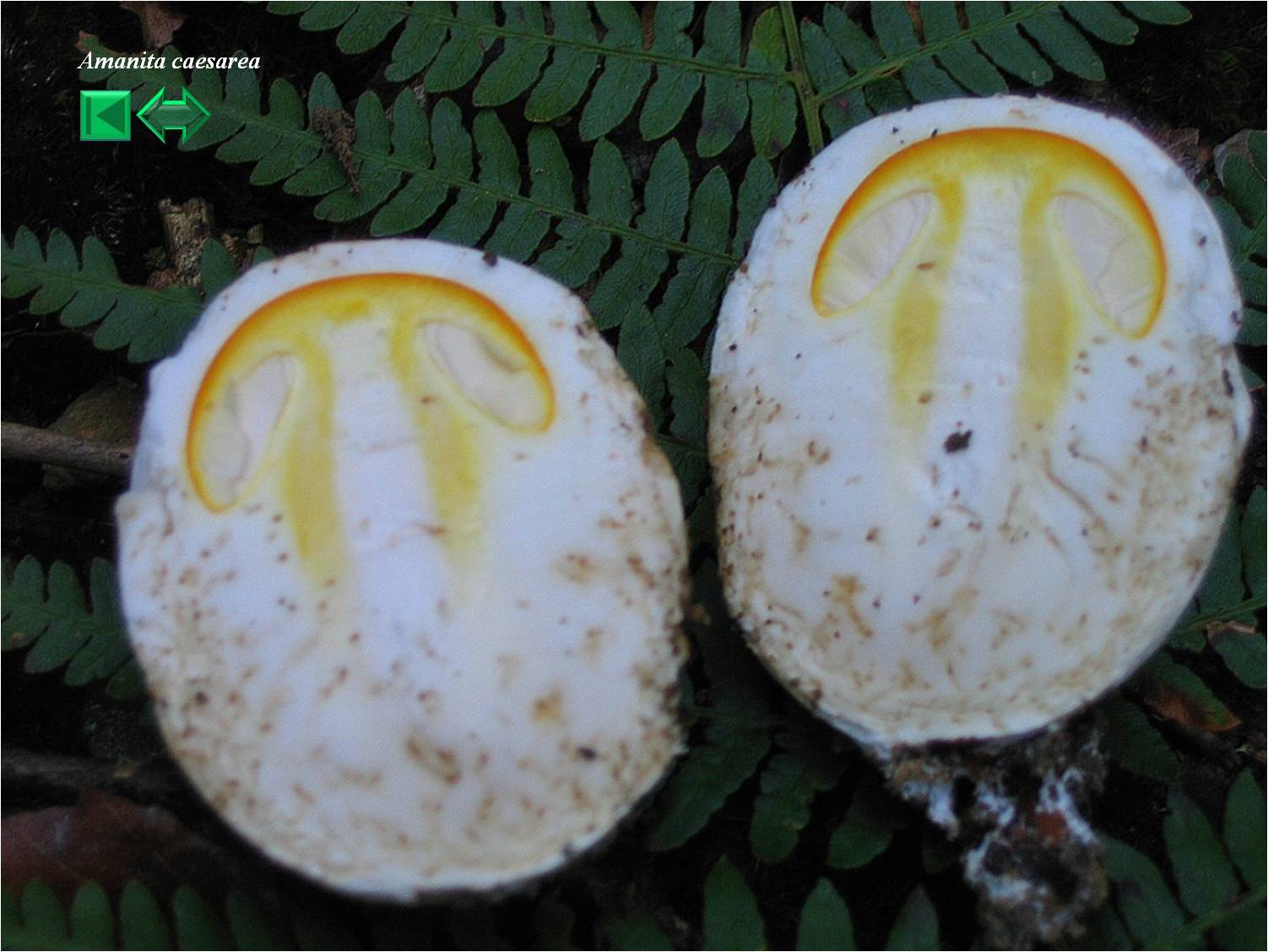 Amanita caesarea