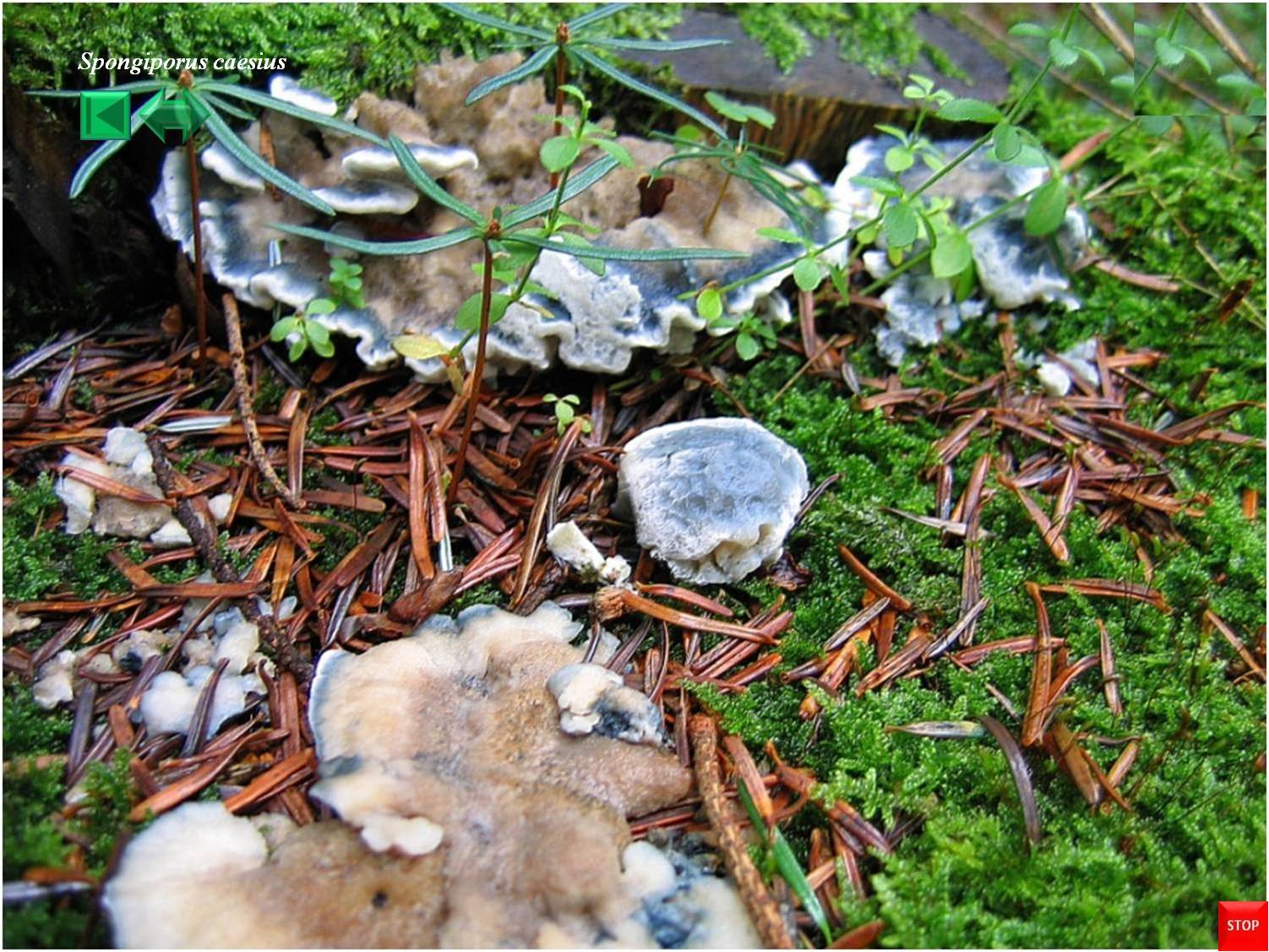 Spongiporus caesius