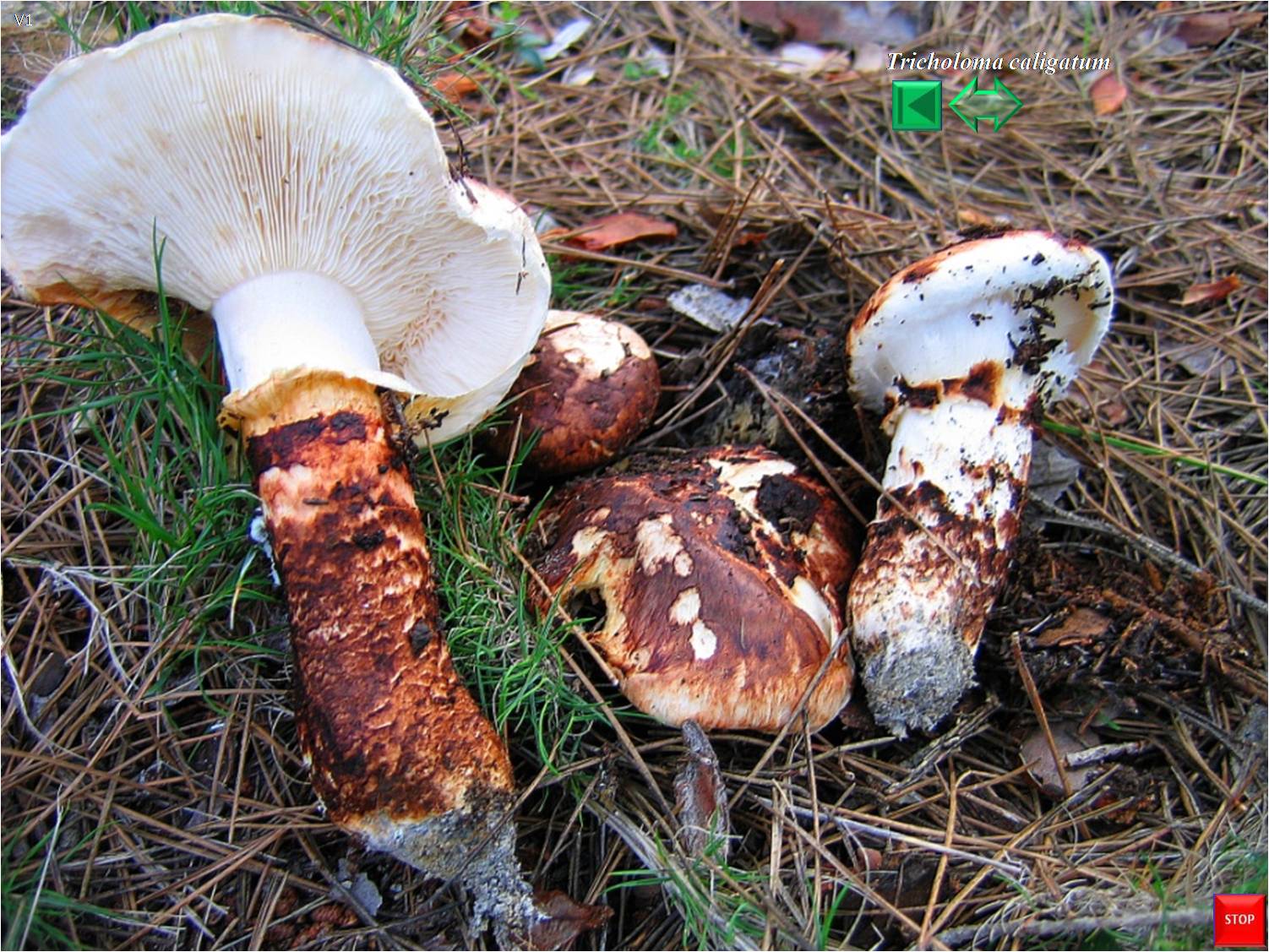 Tricholoma caligatum