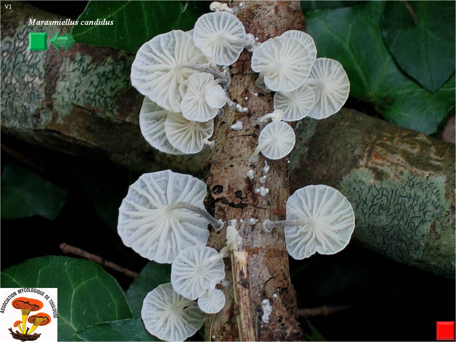 Marasmiellus candidus
