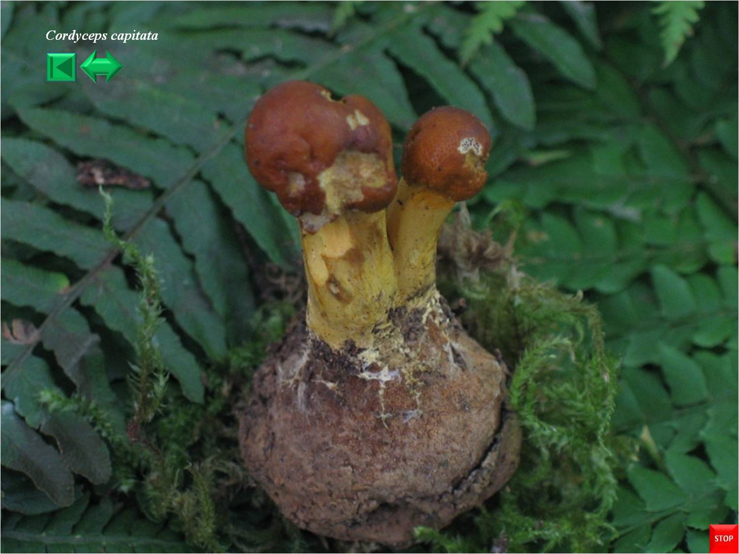Cordyceps capitata