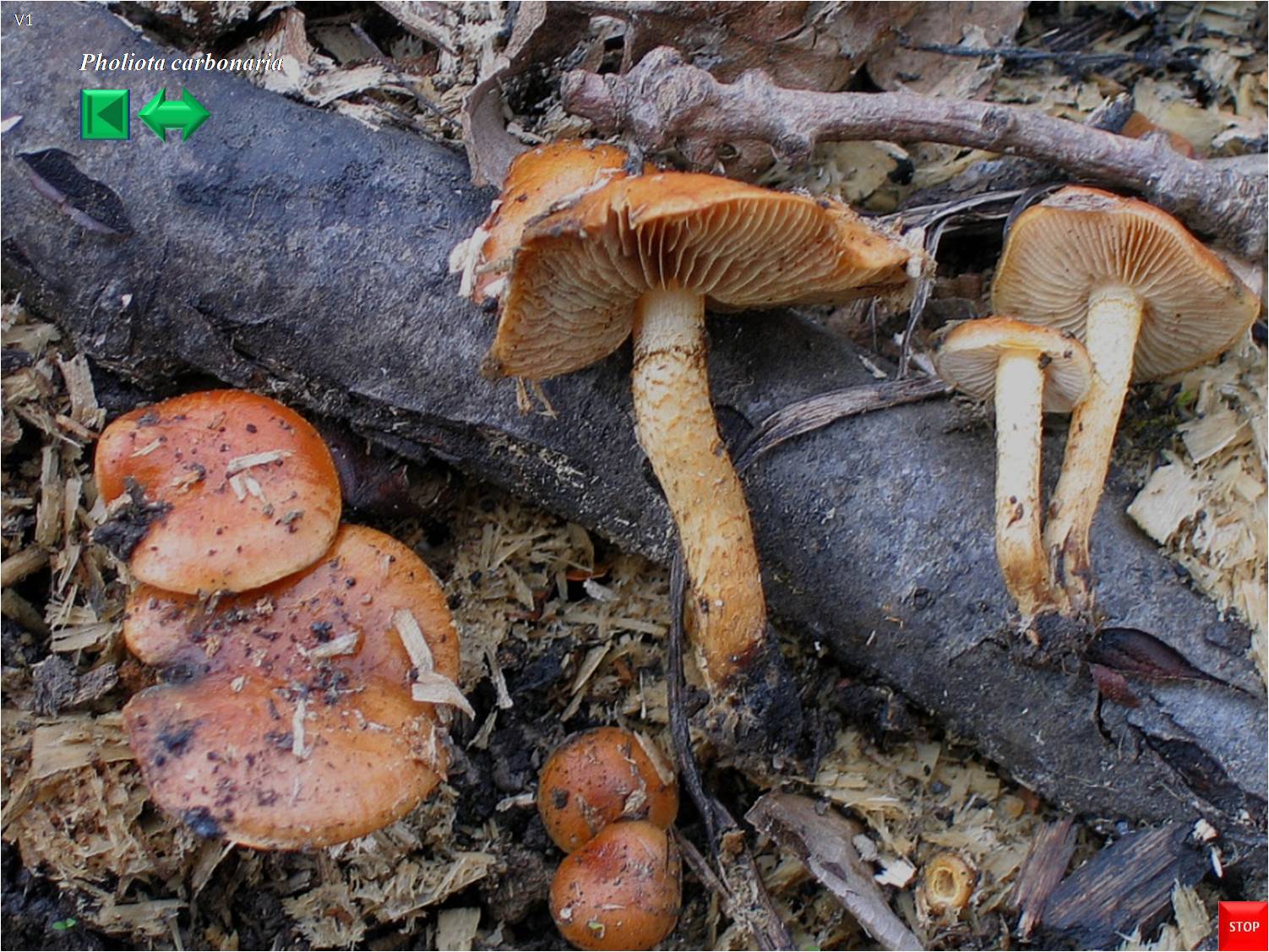 Pholiota carbonaria
