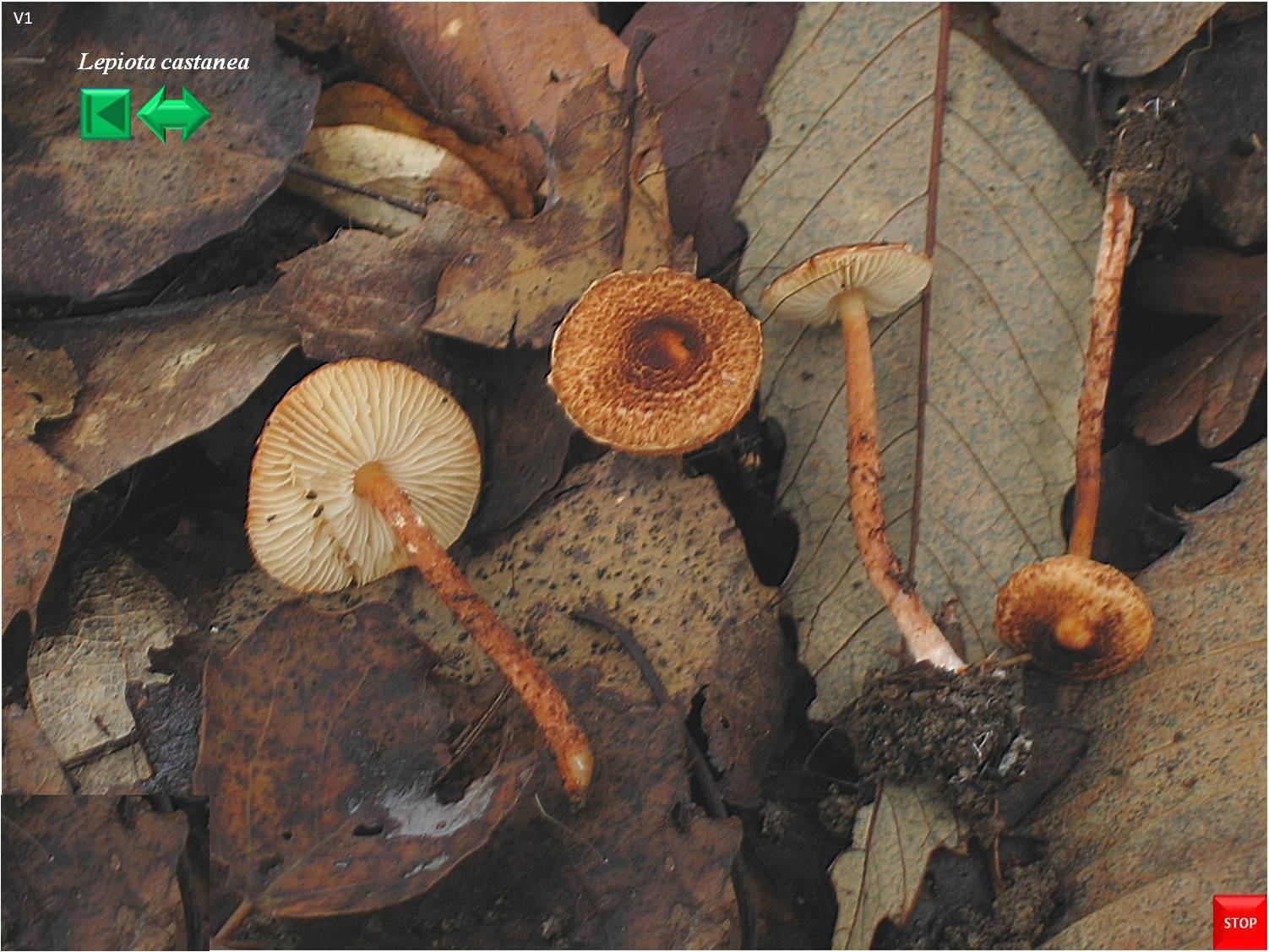 Lepiota castanea