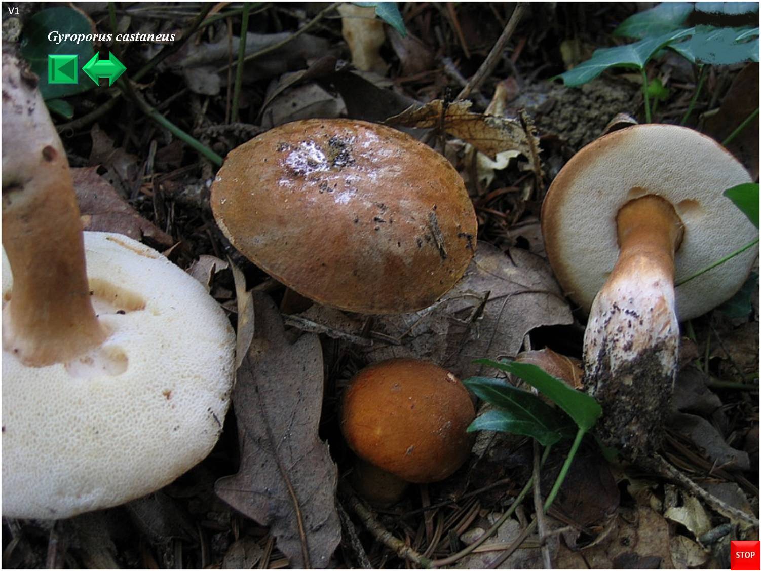 Gyroporus castaneus