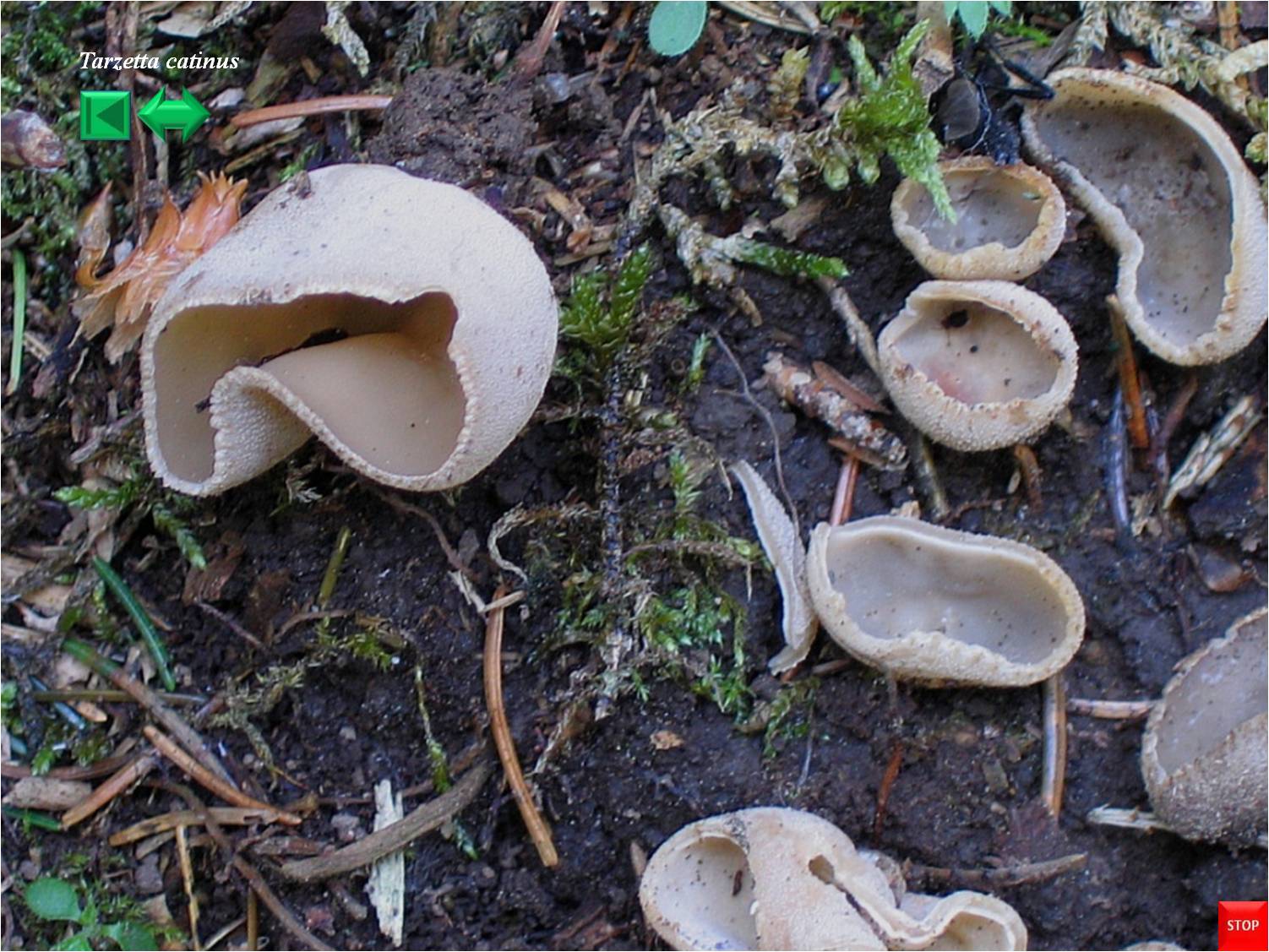 Tarzetta catinus