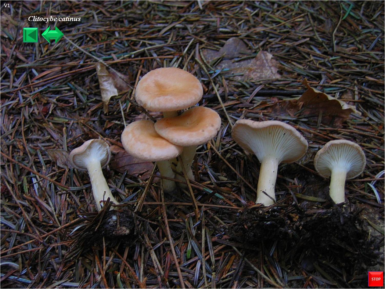 Tarzetta catinus
