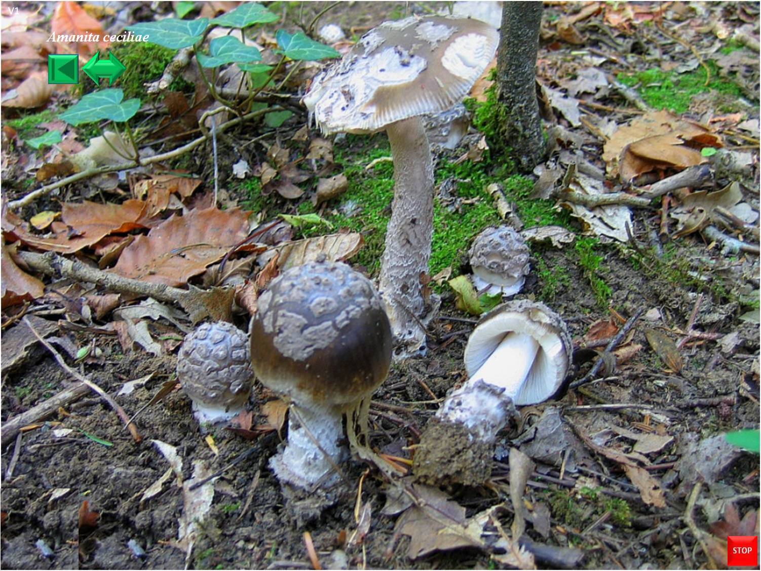 Amanita ceciliae
