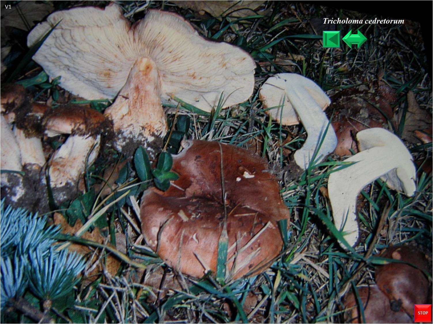 Tricholoma cedretorum
