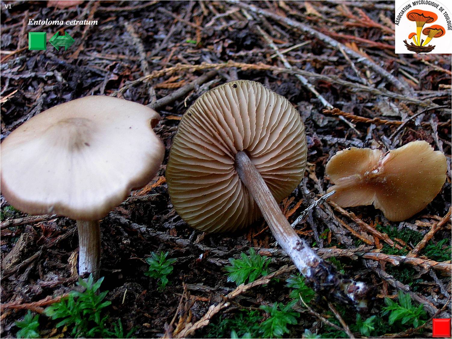 Entoloma cetratum