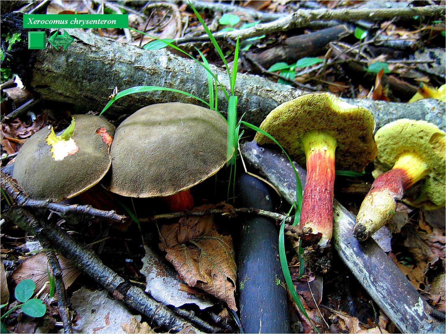 Xerocomus chrysenteron