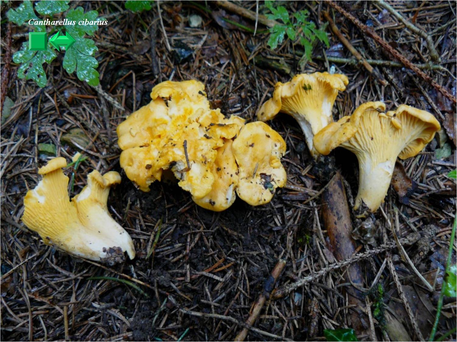 Cantharellus cibarius