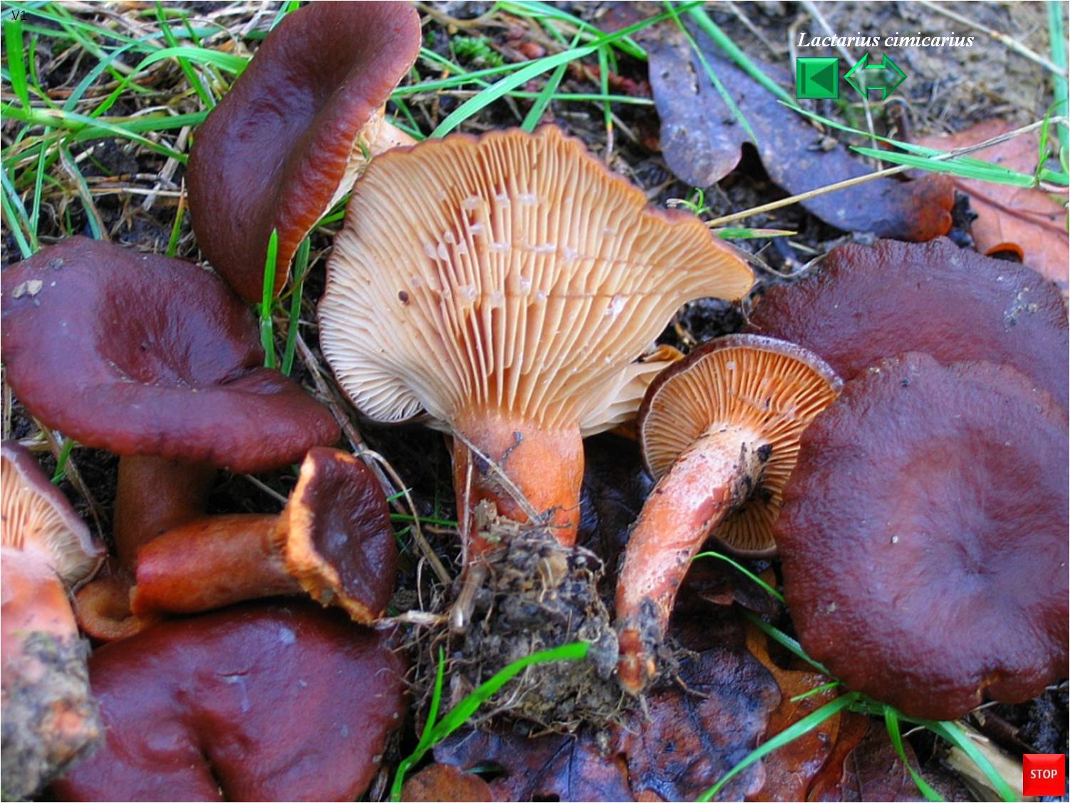Lactarius cimicarius