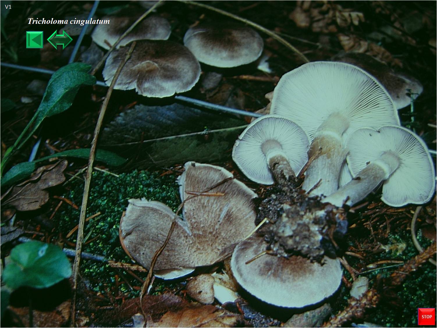 Tricholoma cingulatum
