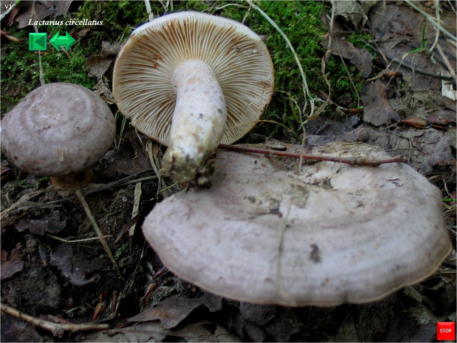 Lactarius circellatus
