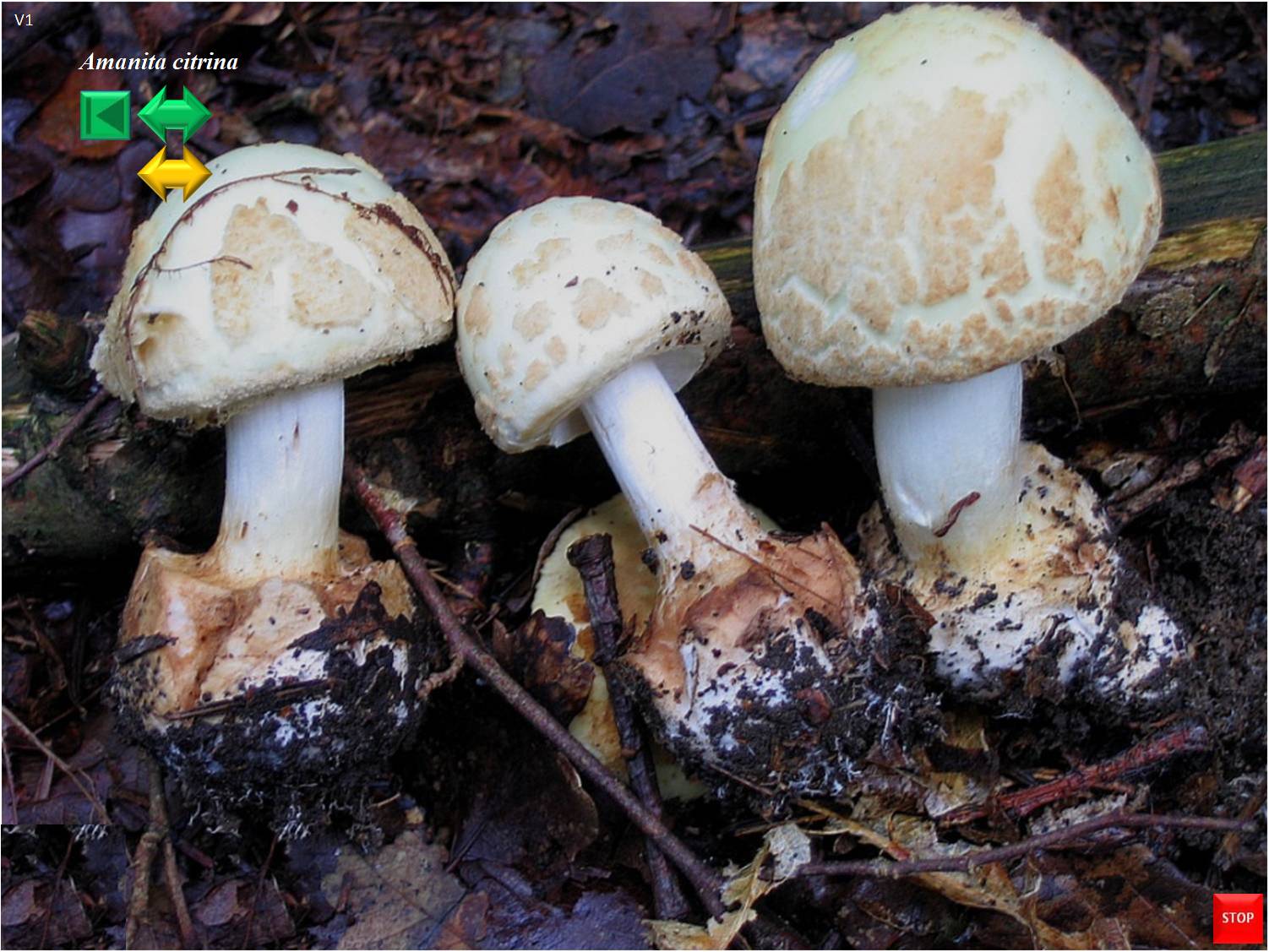Amanita citrina
