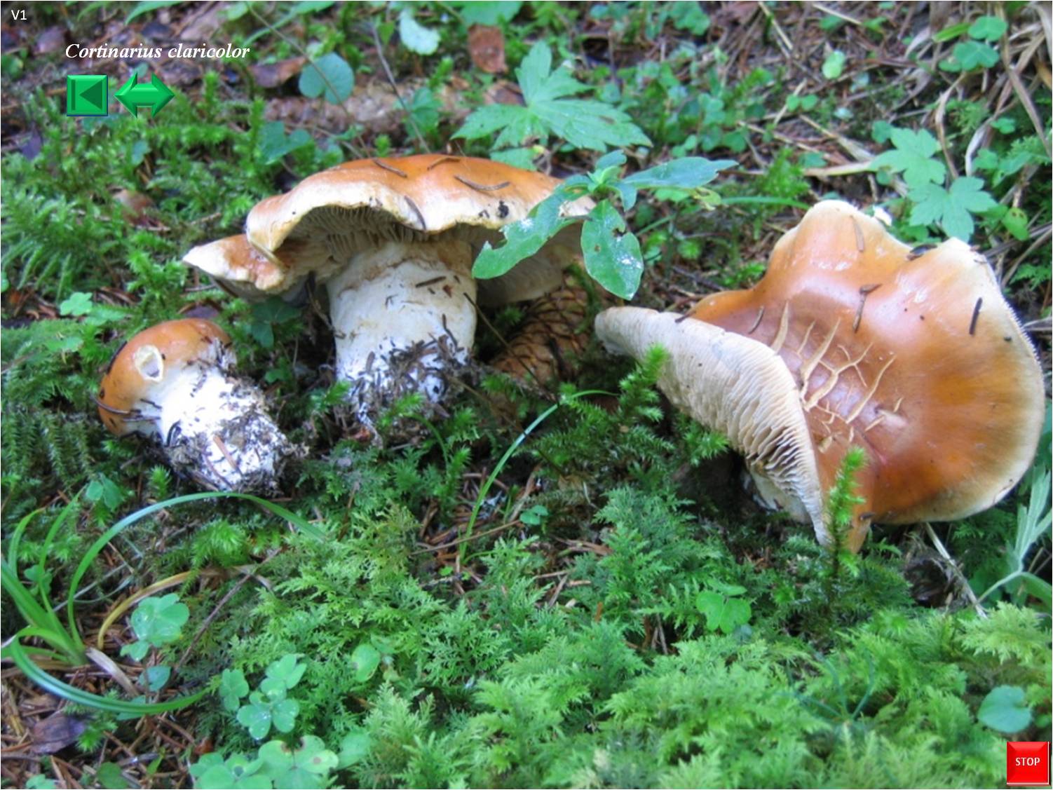 Cortinarius claricolor