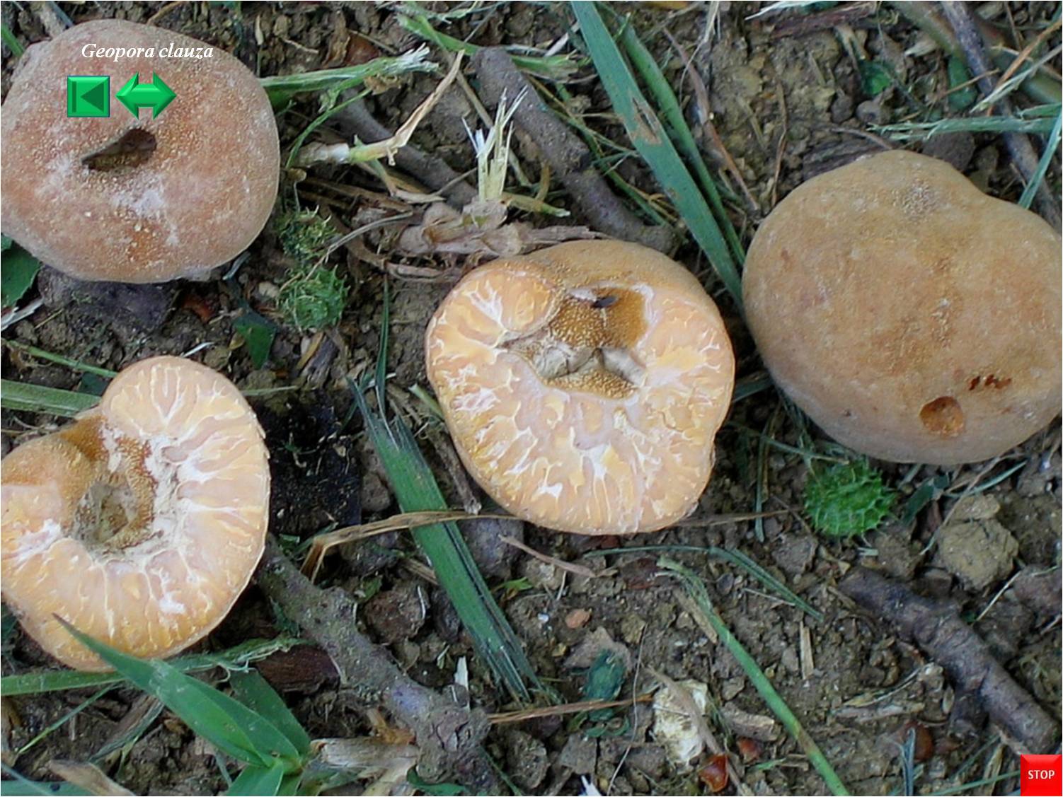 Geopora sumnerania