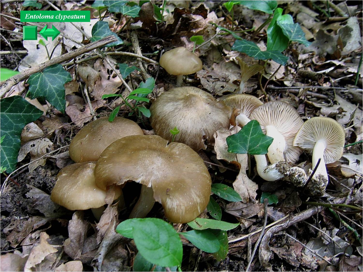 Entoloma clypeatum