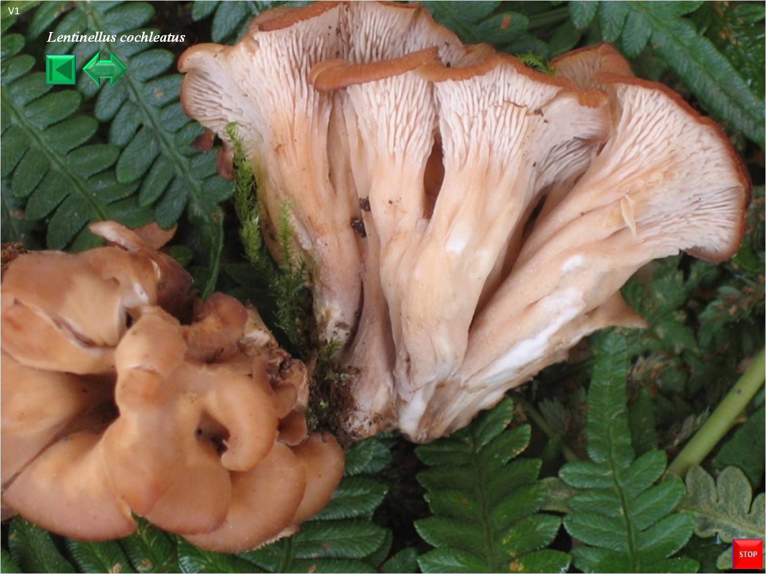 Lentinellus cochleatus