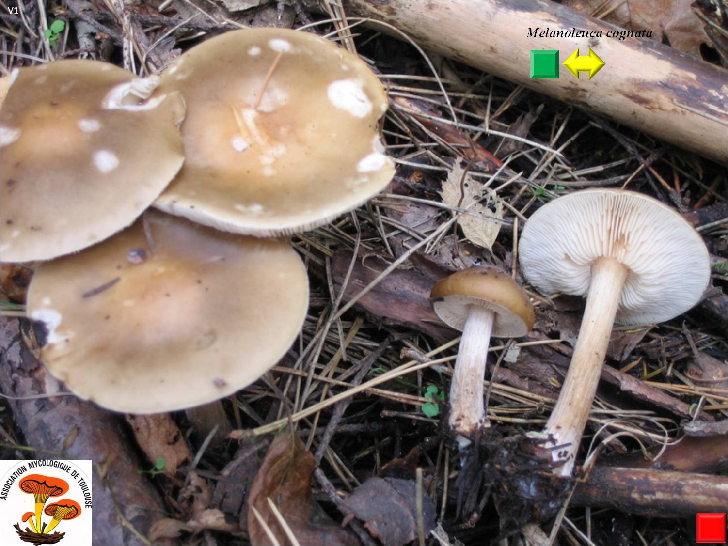 Melanoleuca cognata