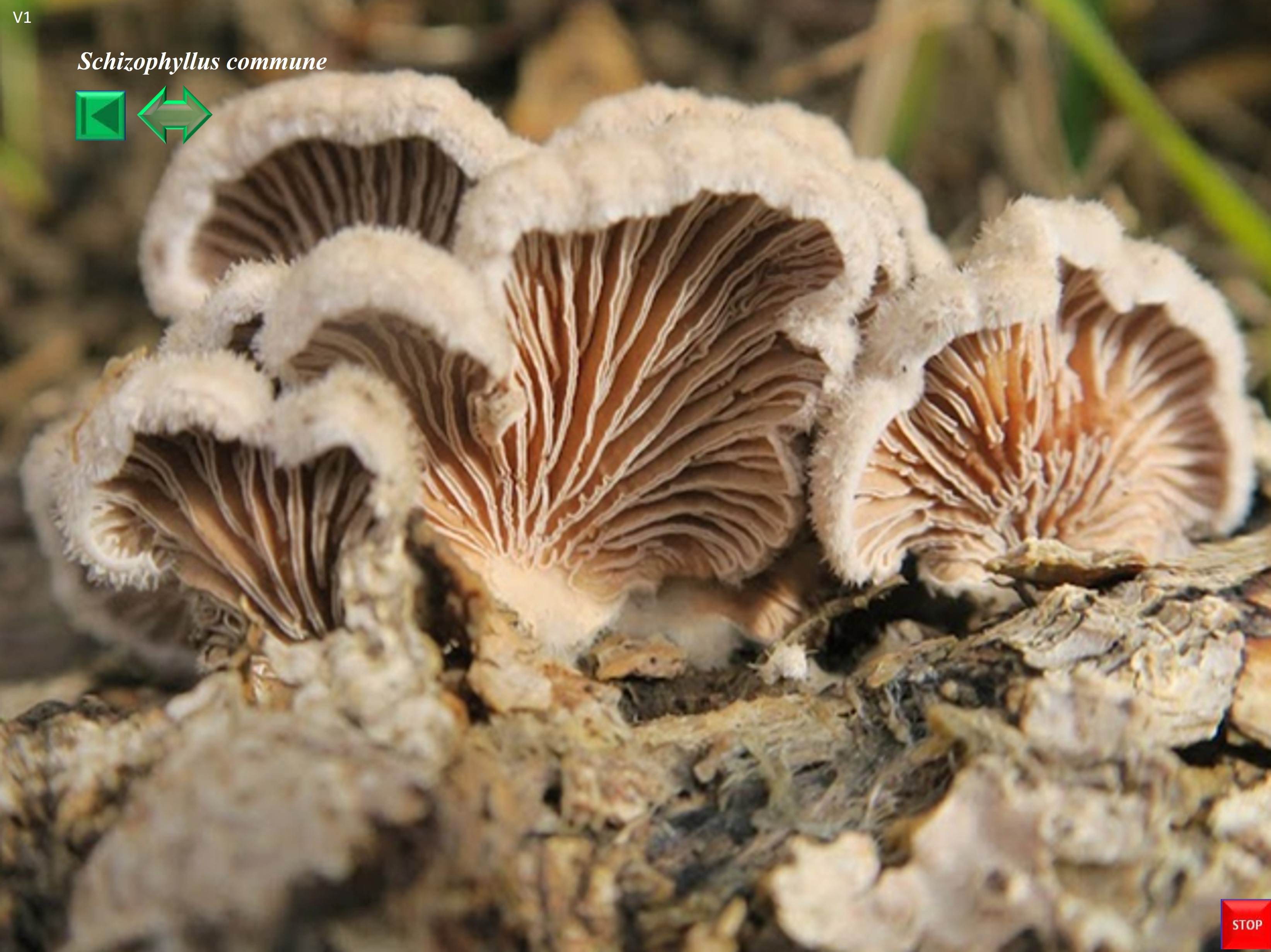 Schizophyllum commune