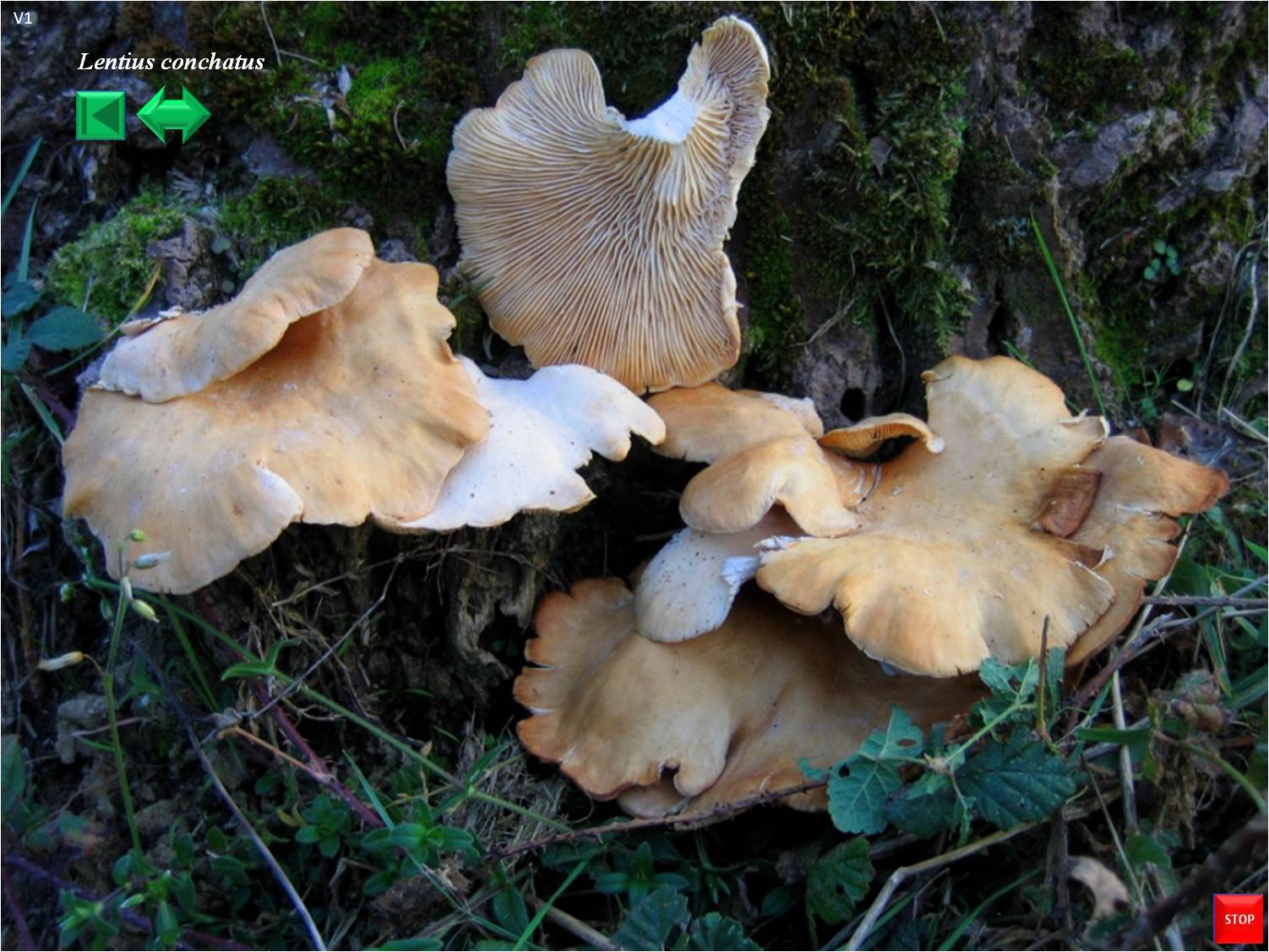 Lentinus conchatus