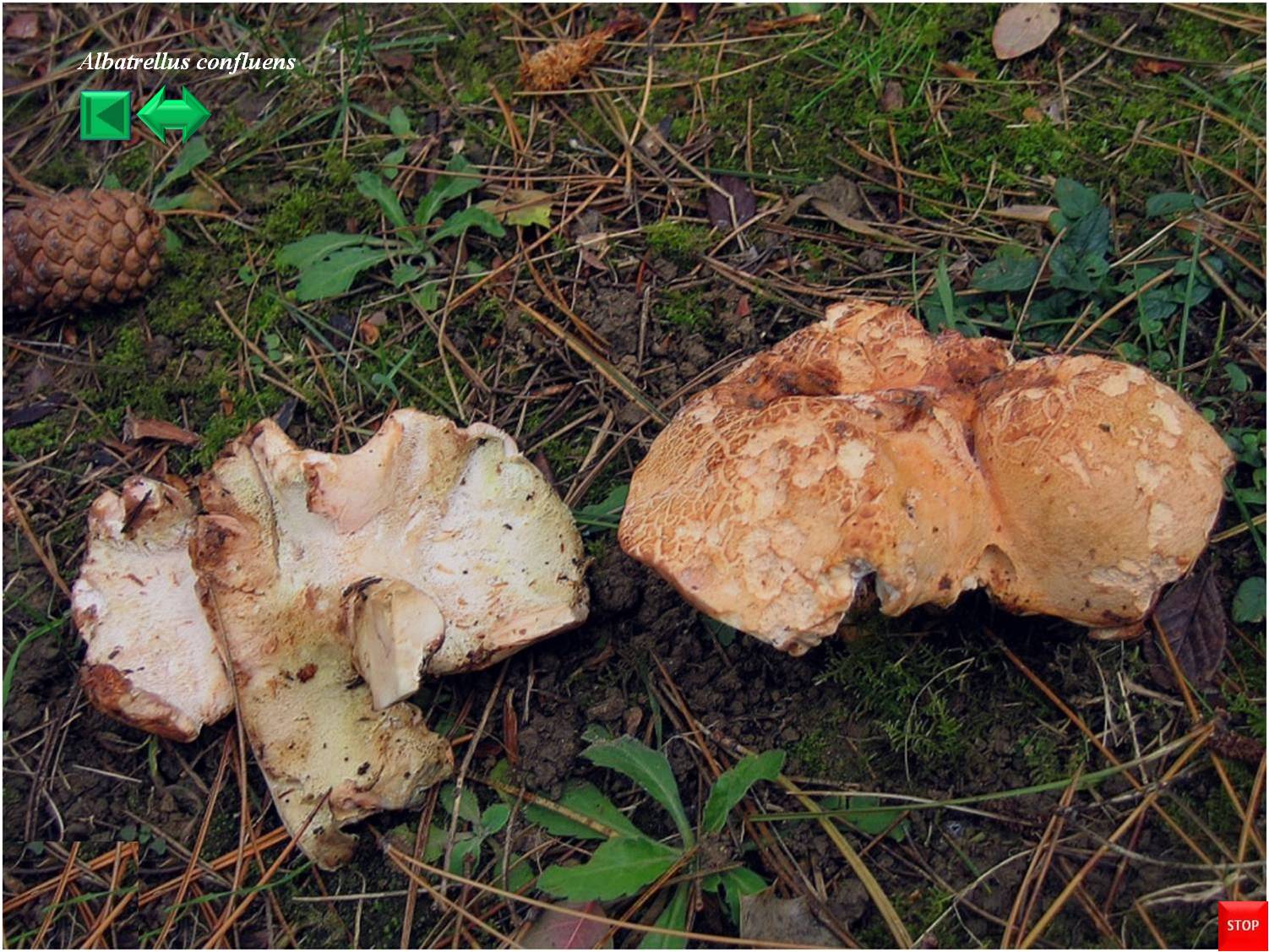 Collybia confluens