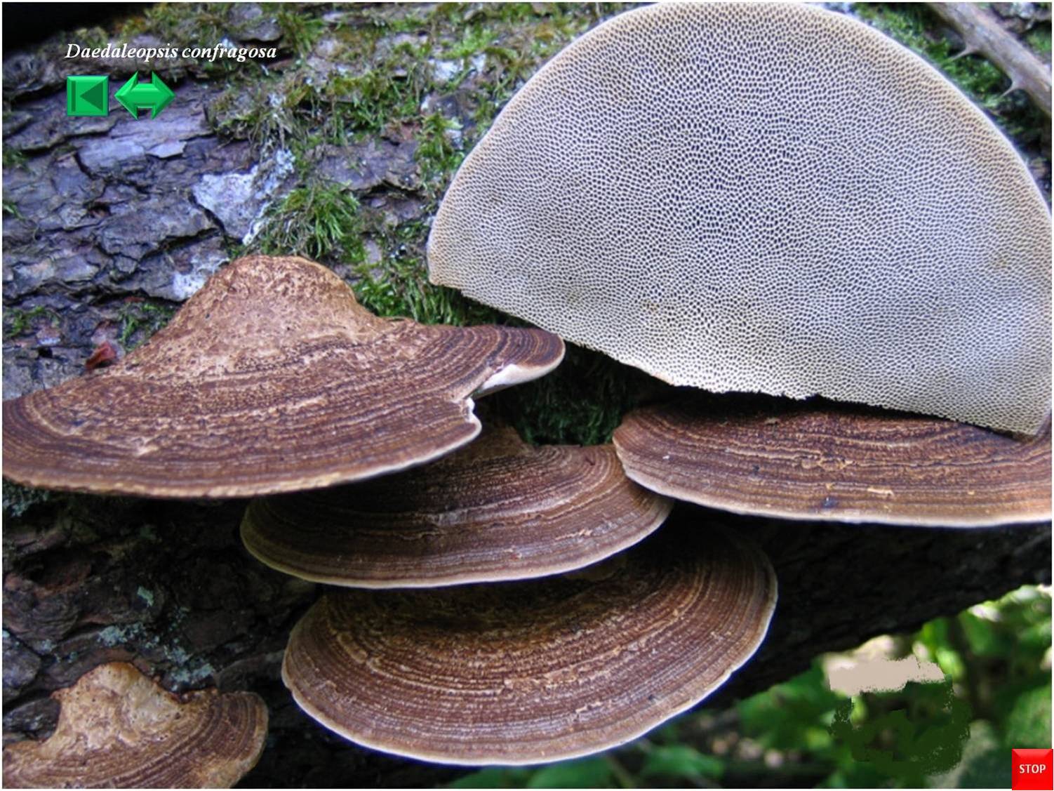 Daedaleopsis confragosa
