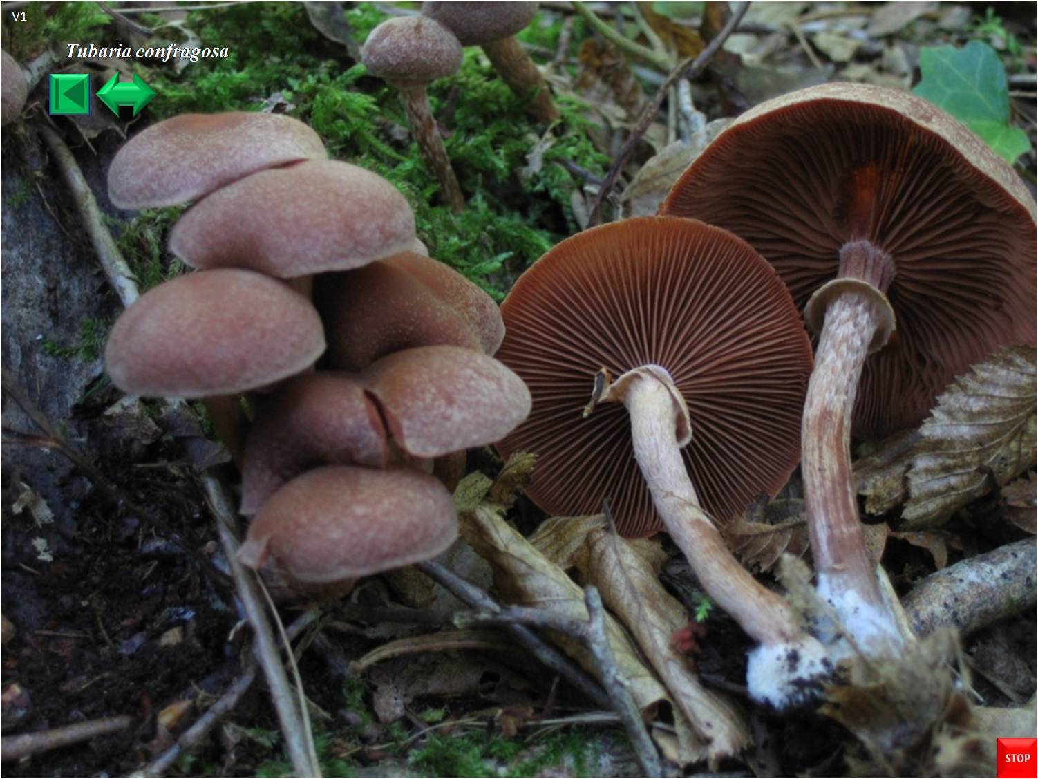Daedaleopsis tricolor