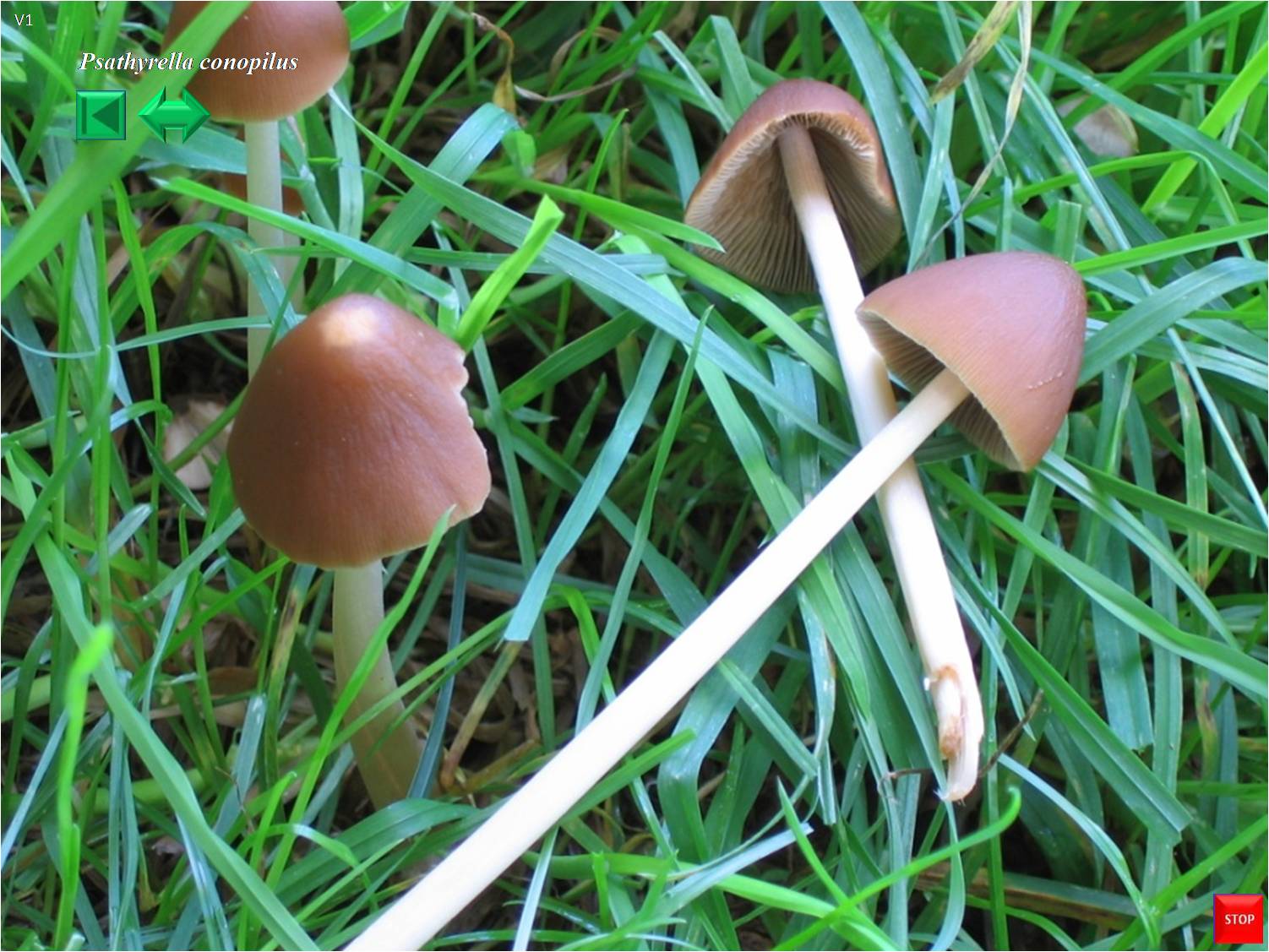 Psathyrella conopilus