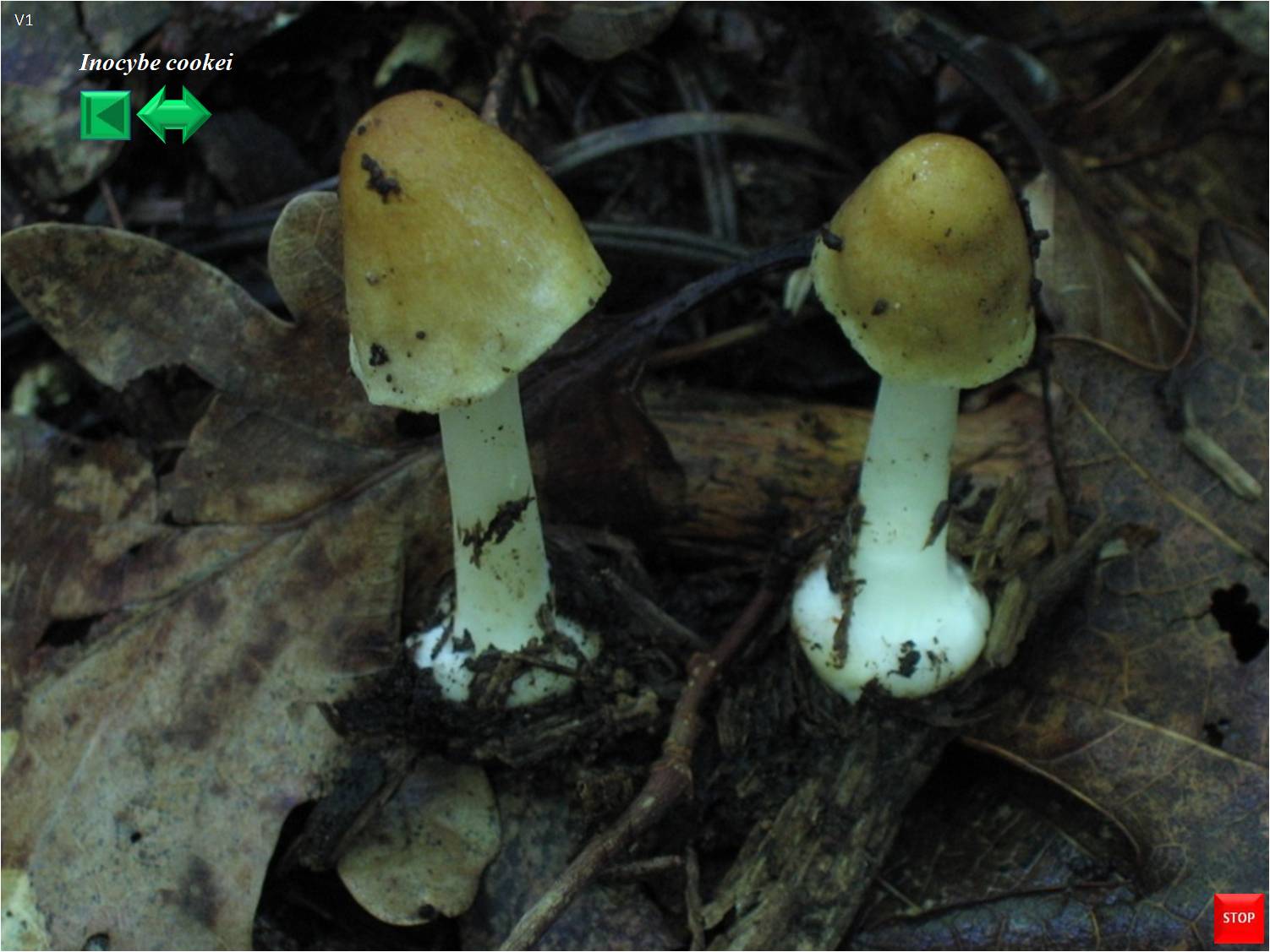 Inocybe asterospora