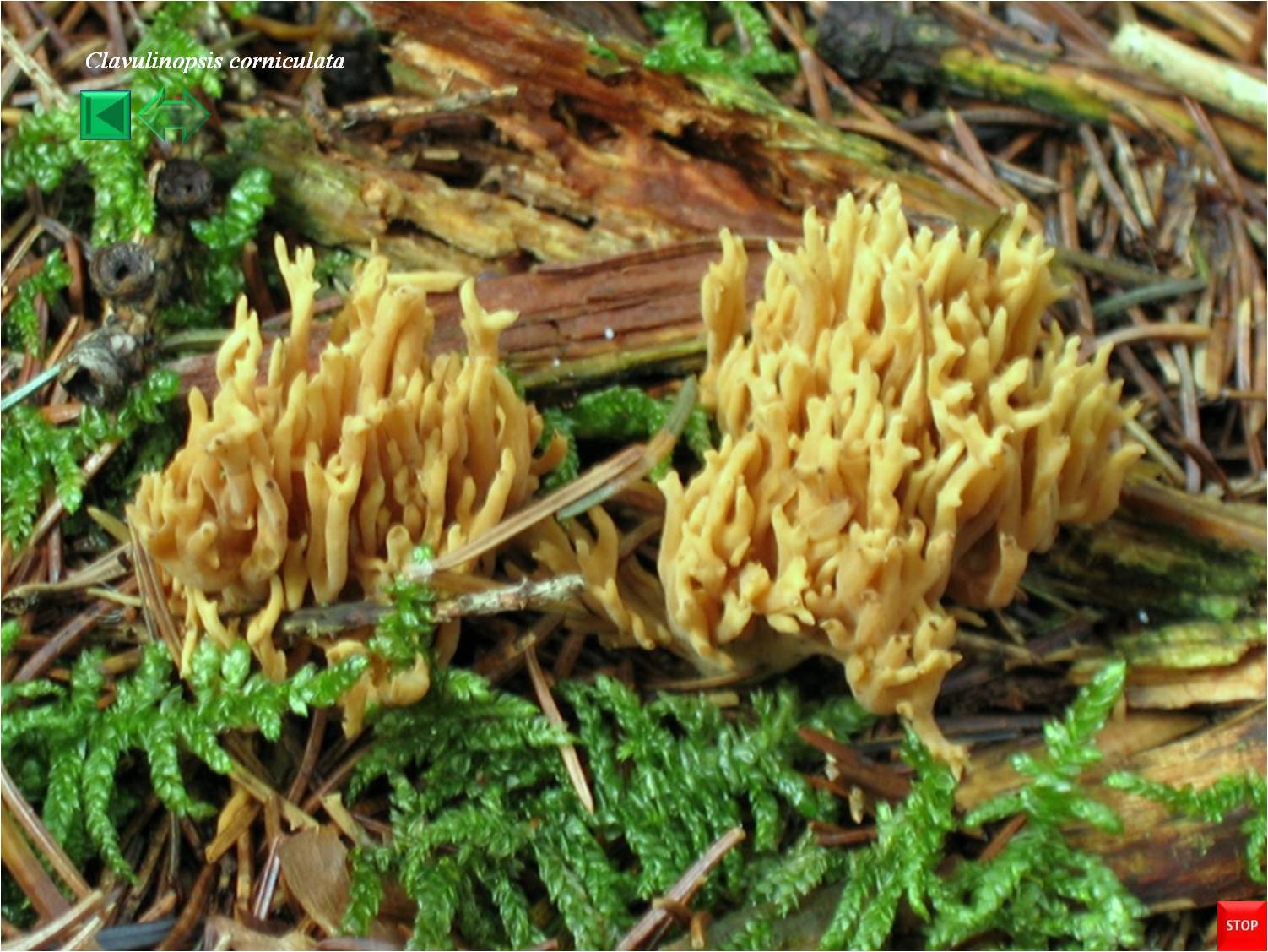 Clavulinopsis corniculata