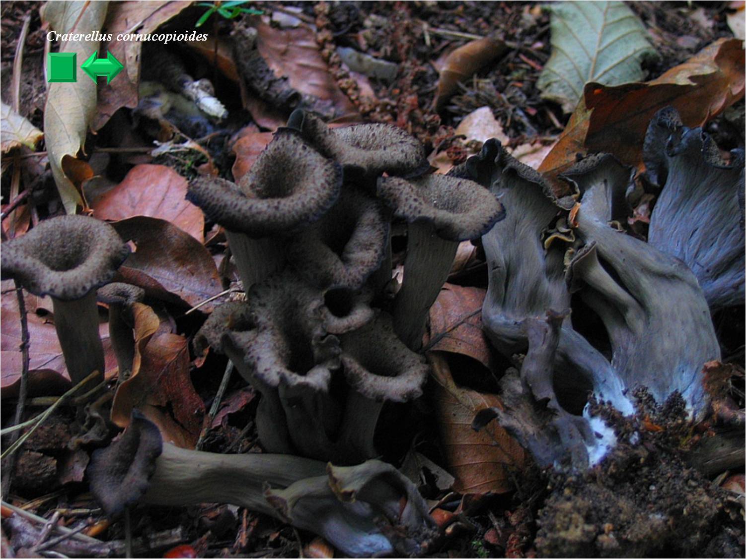 Craterellus cornucopioides var. flavicans