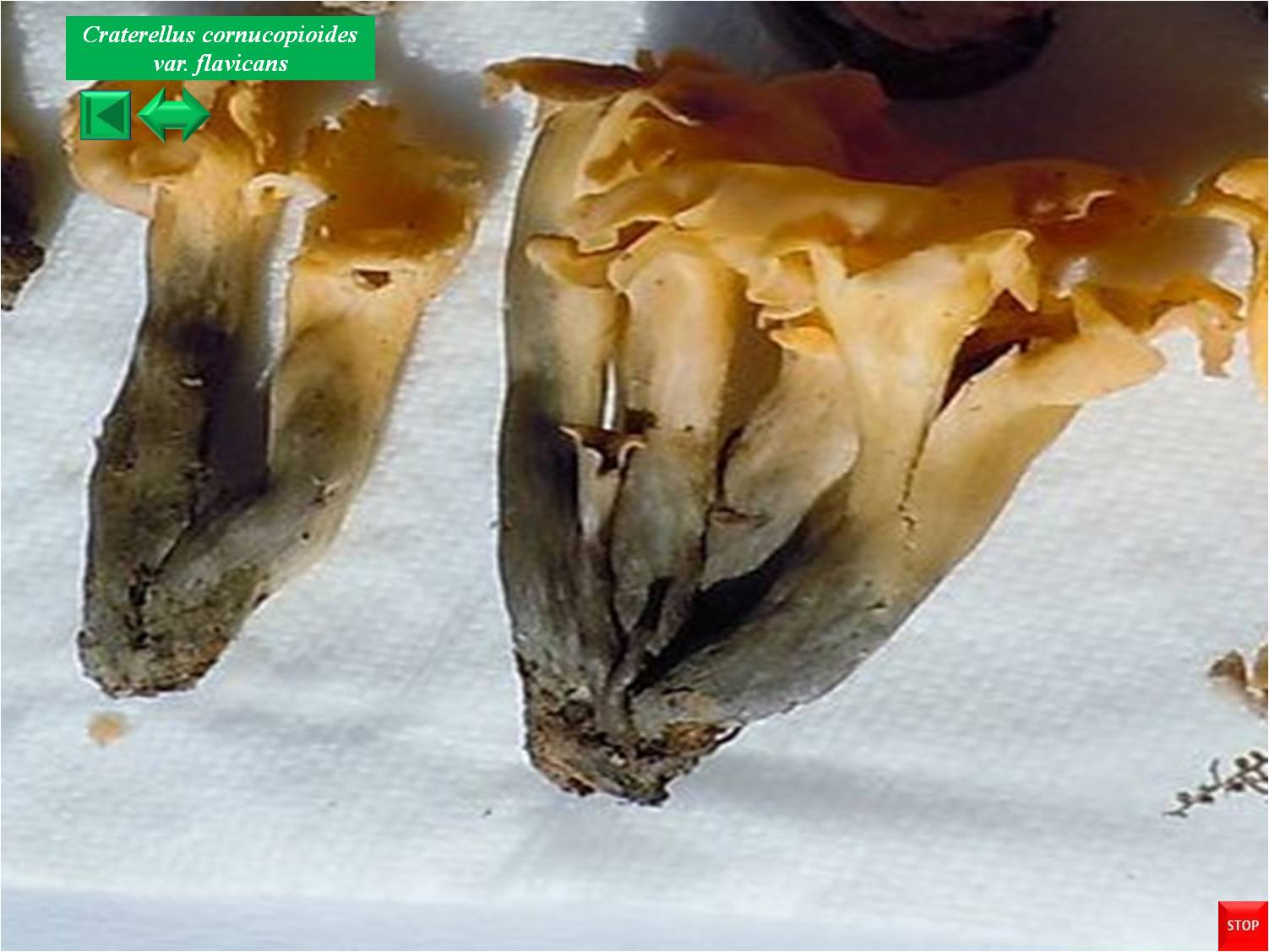 Craterellus cornucopioides for. lutea