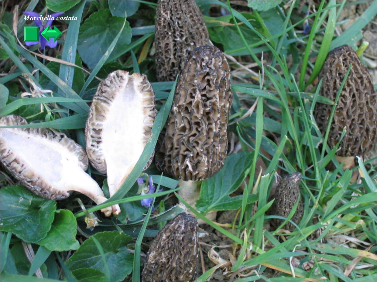 Clitocybe costata
