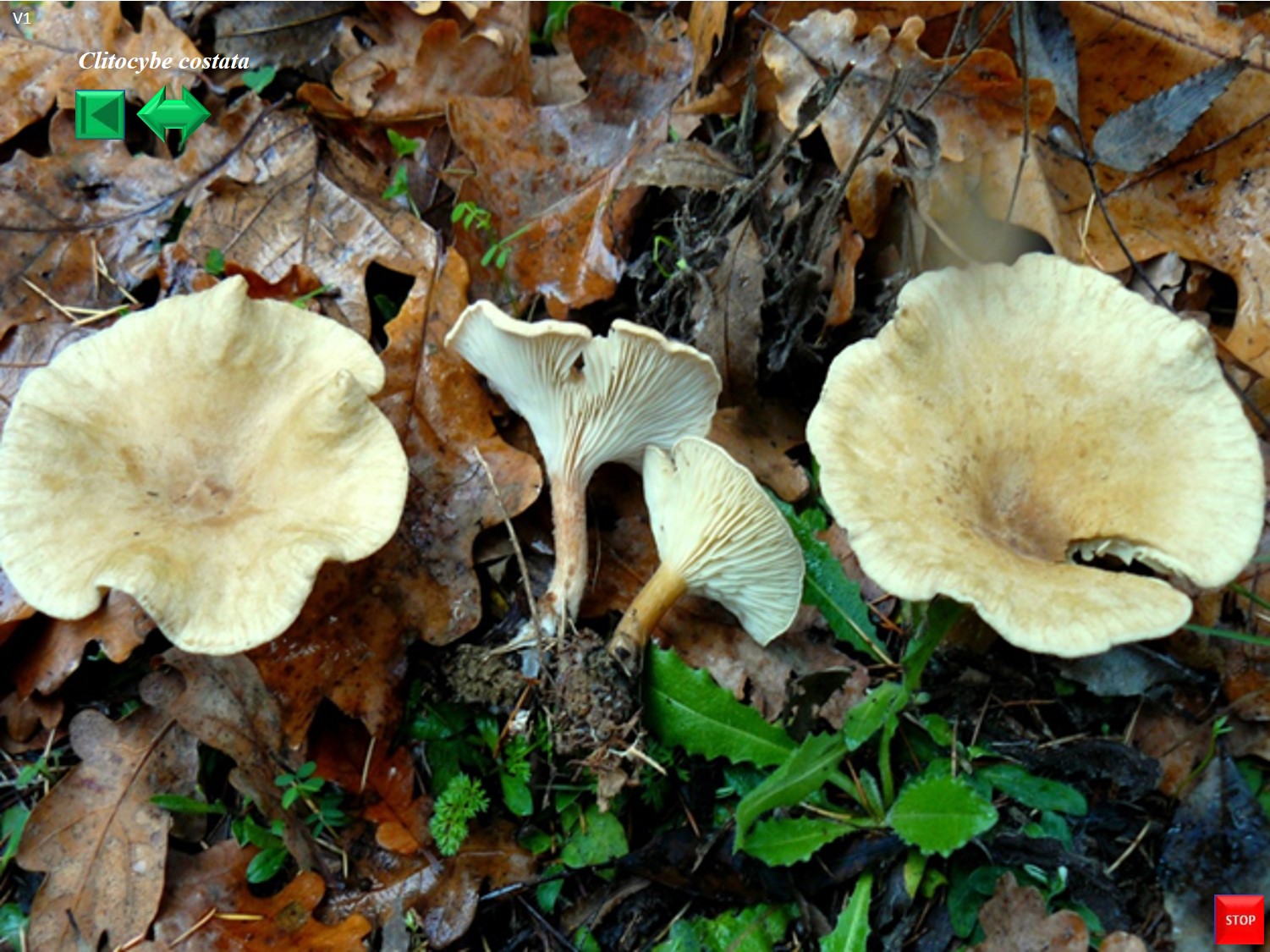 Clitocybe costata