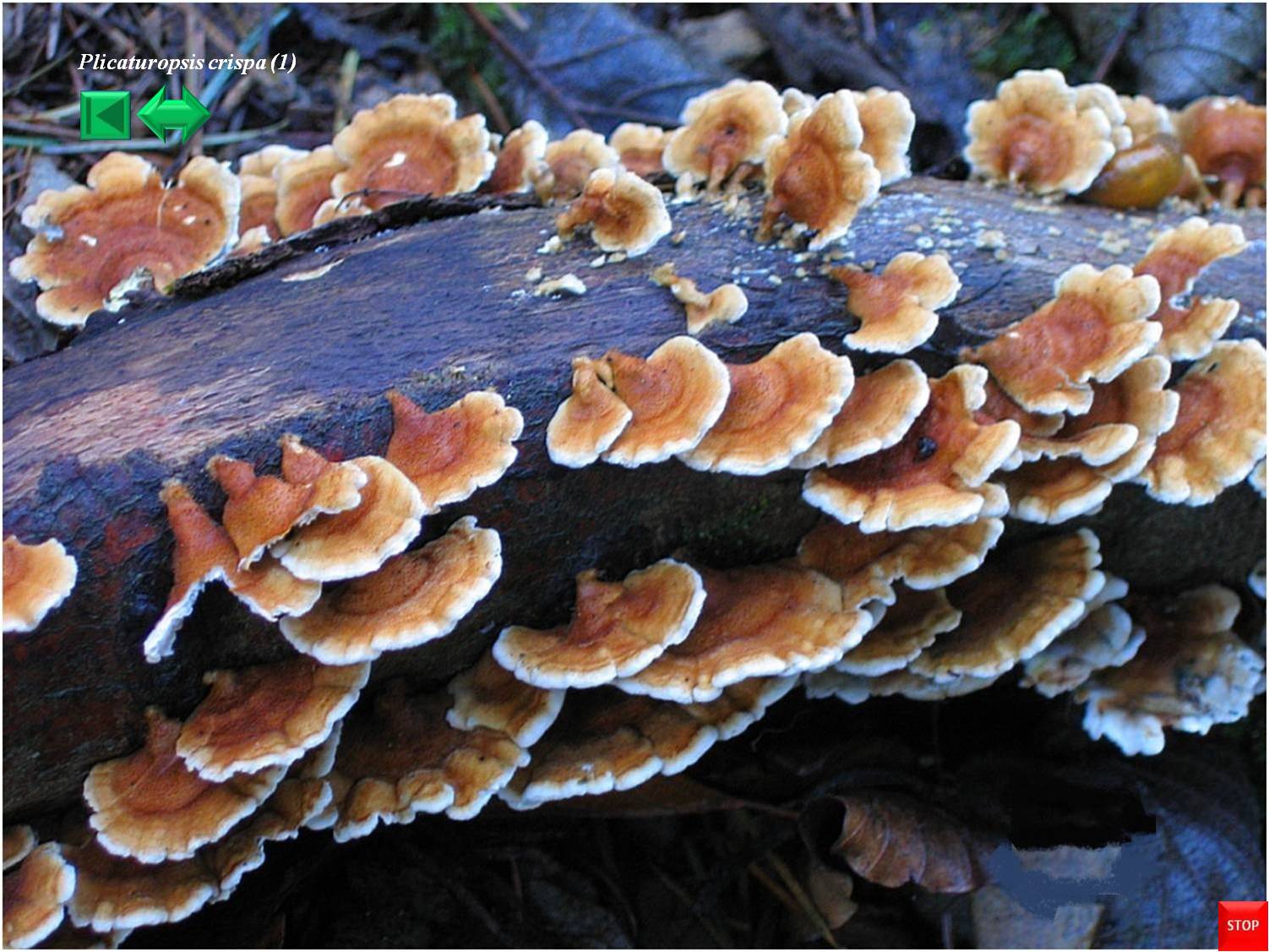 Helvella elastica