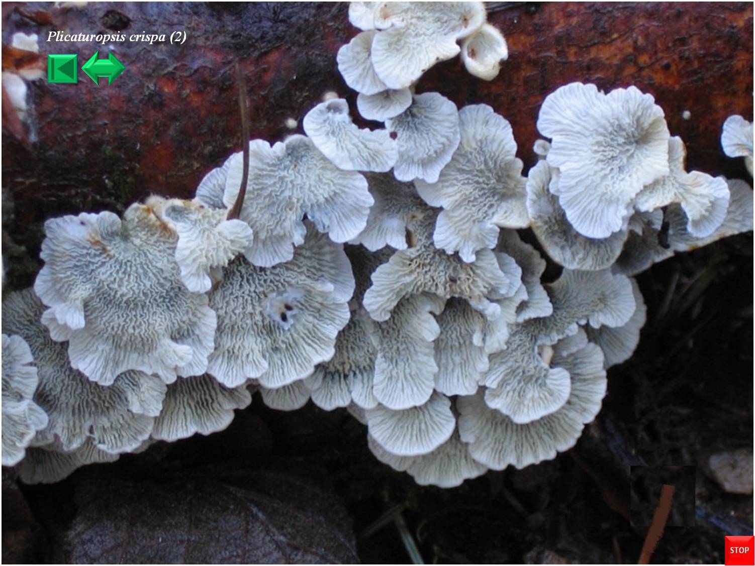 Helvella elastica