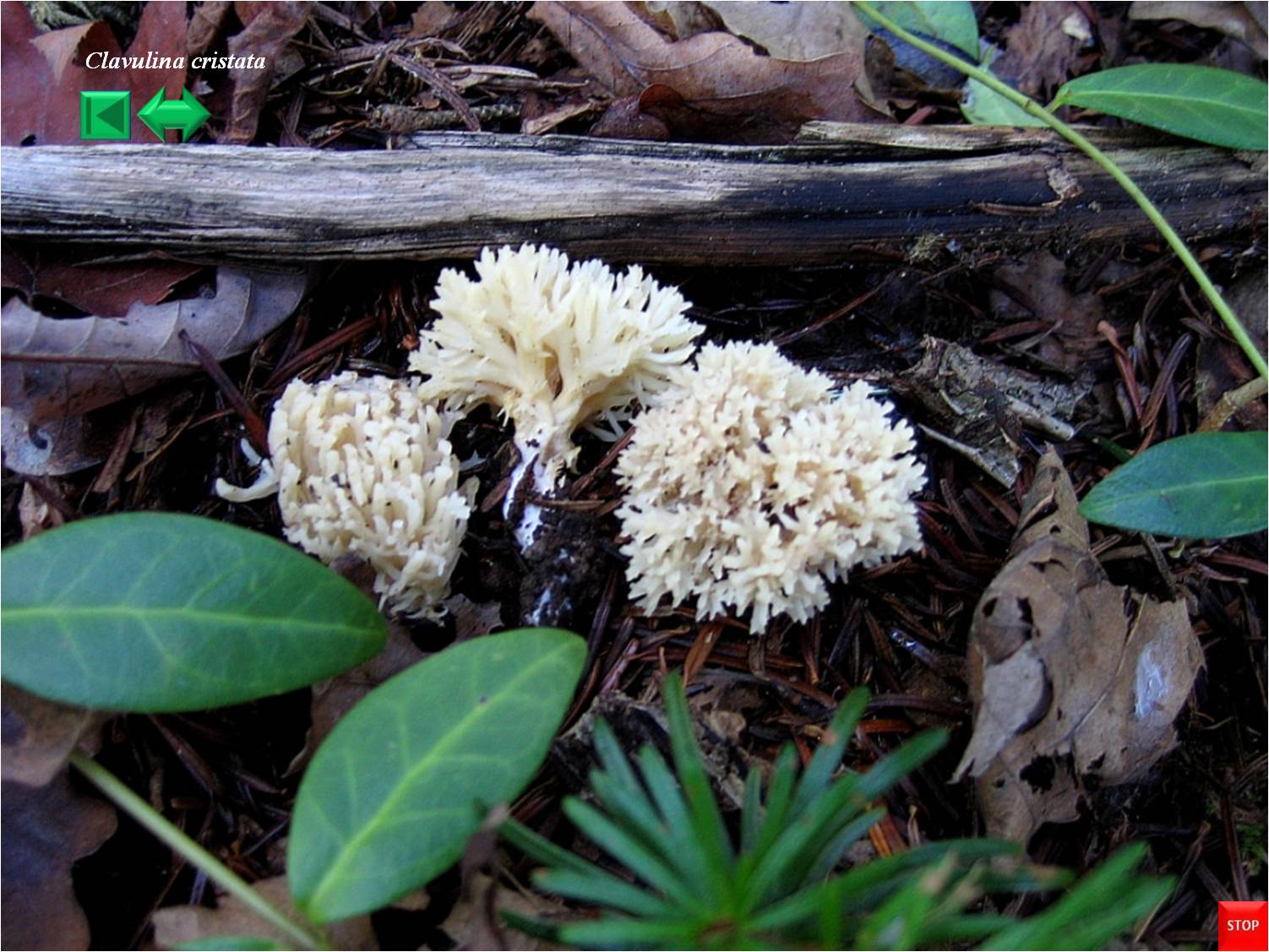 Clavulina cinerea