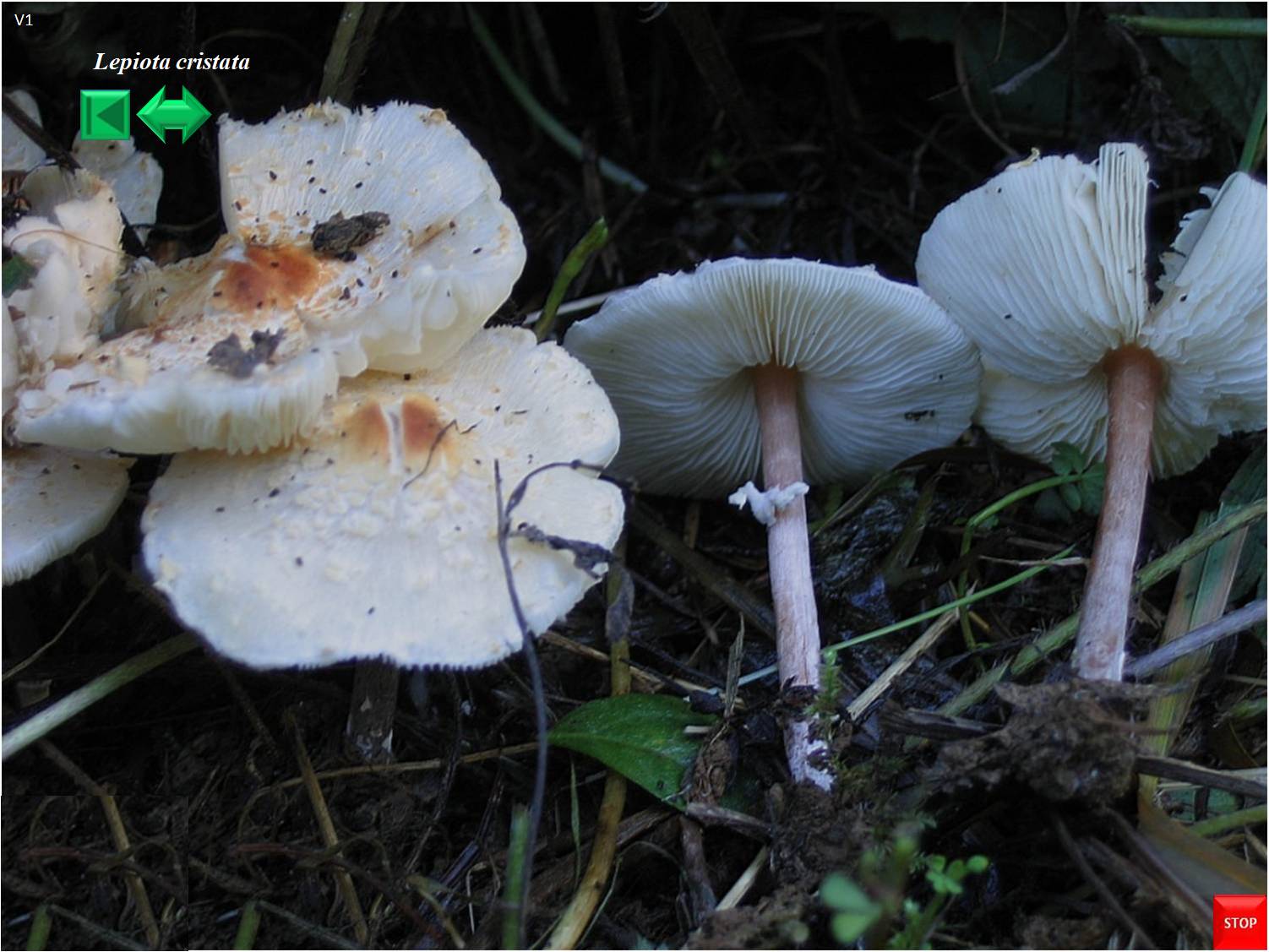 Clavulina cinerea
