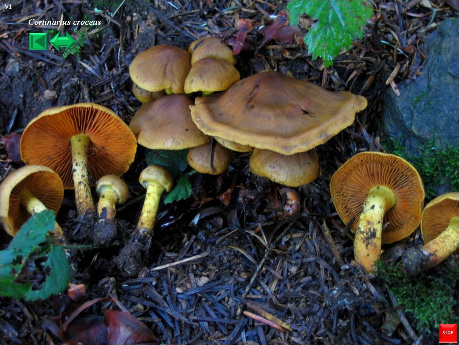 Cortinarius croceus