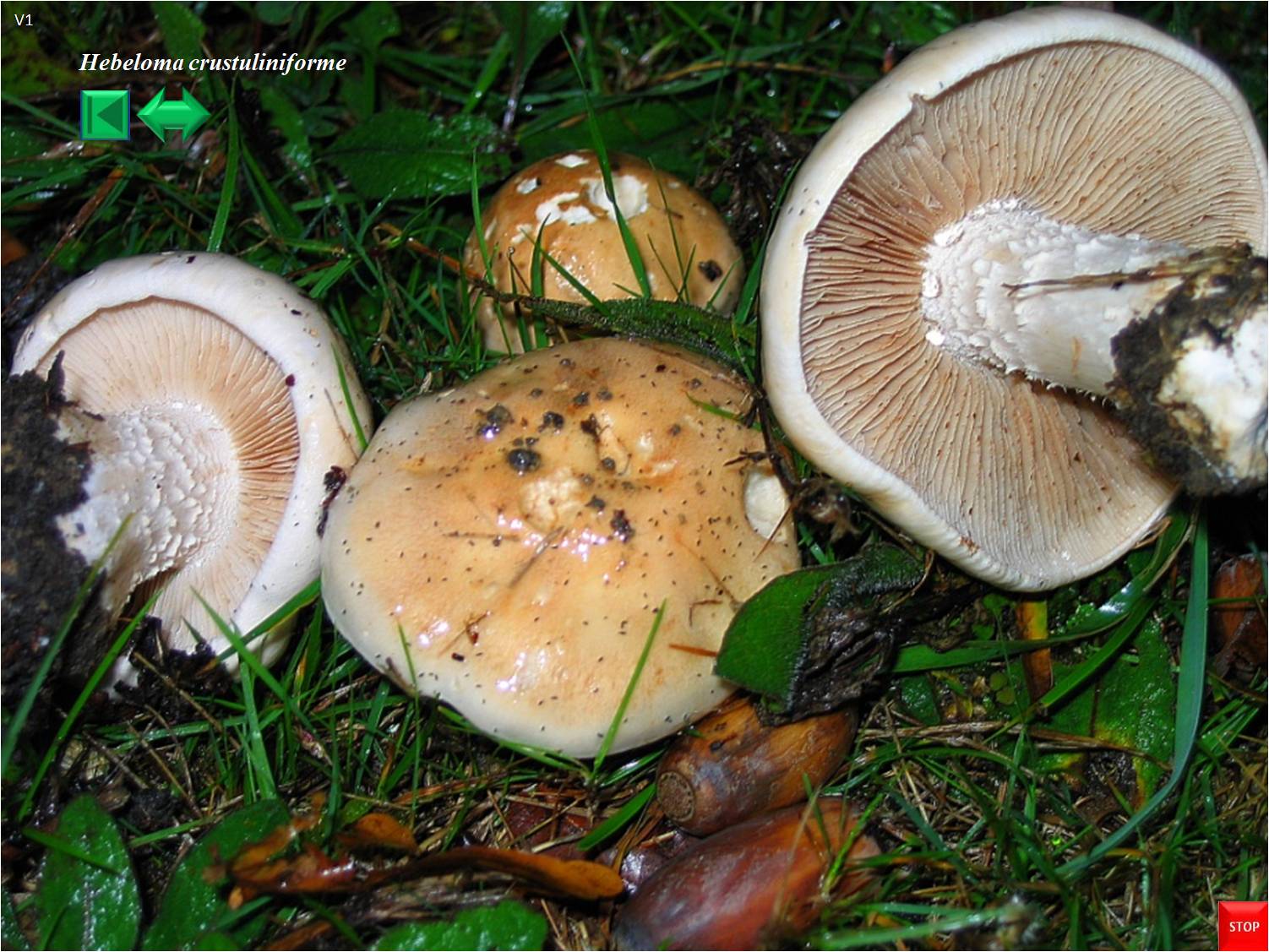 Hebeloma crustuliniforme