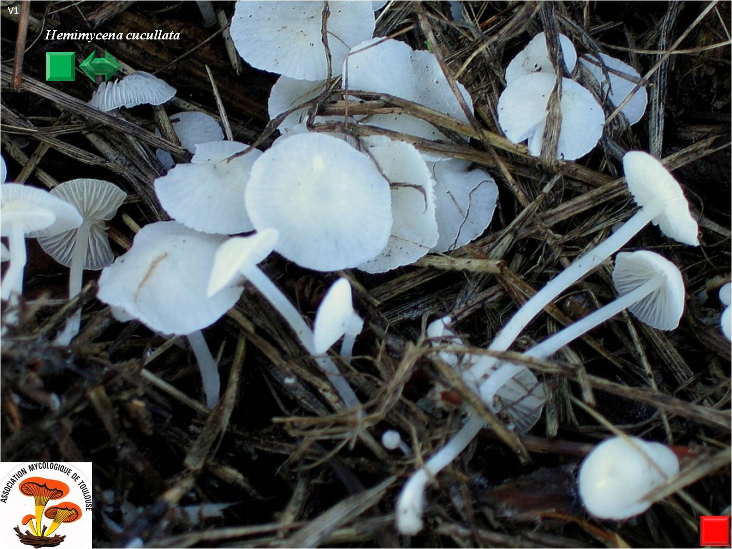 Hemimycena cucullata