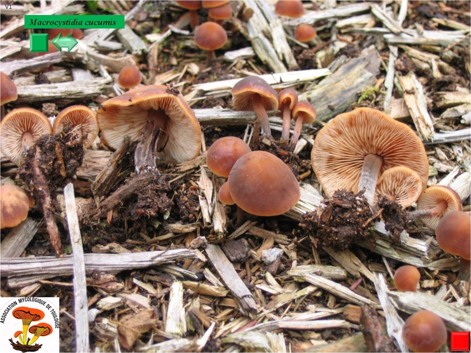 Macrocystidia cucumis