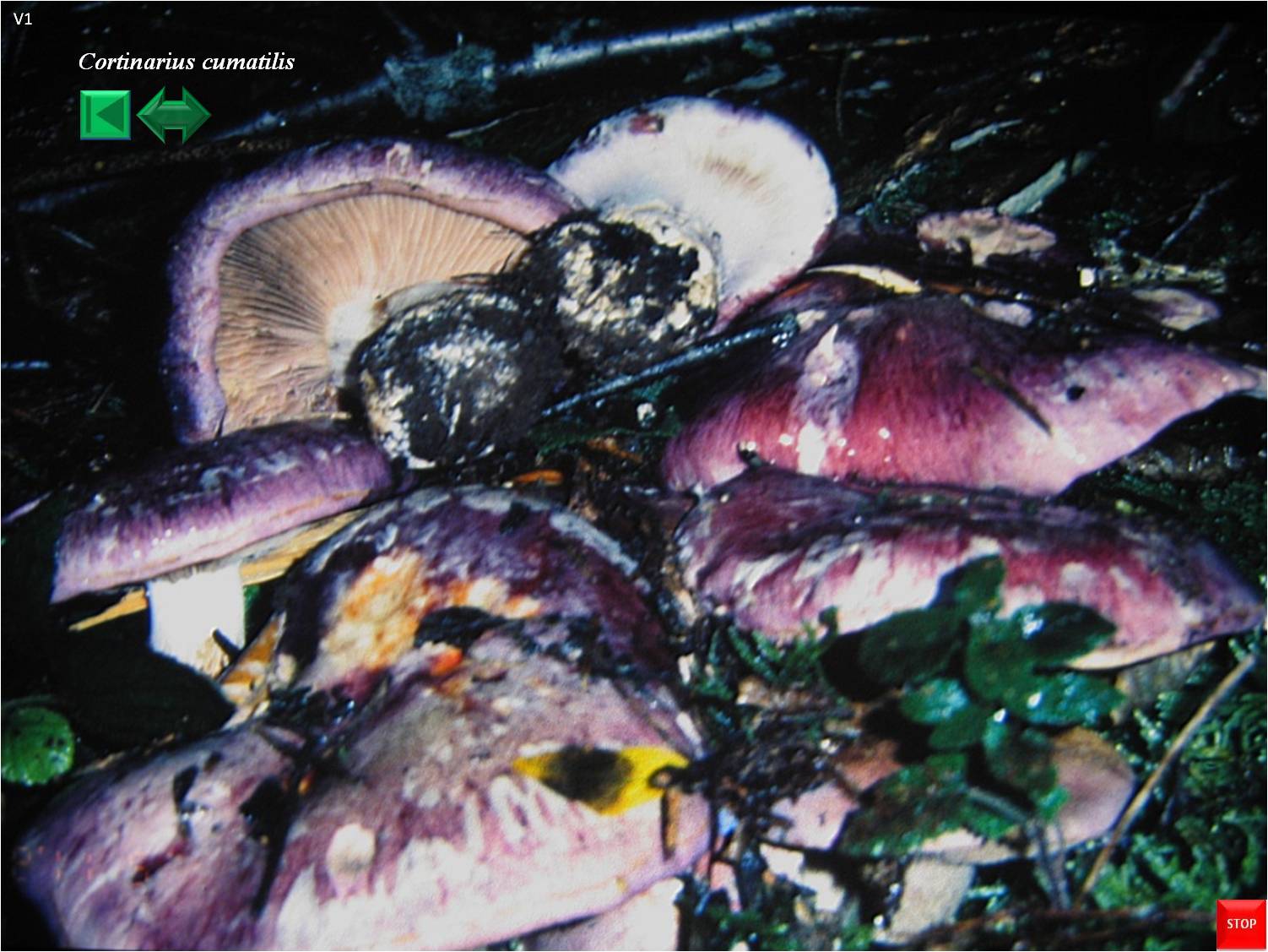 Cortinarius cumatilis