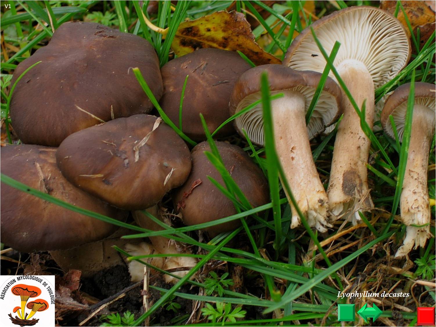 Lyophyllum decastes