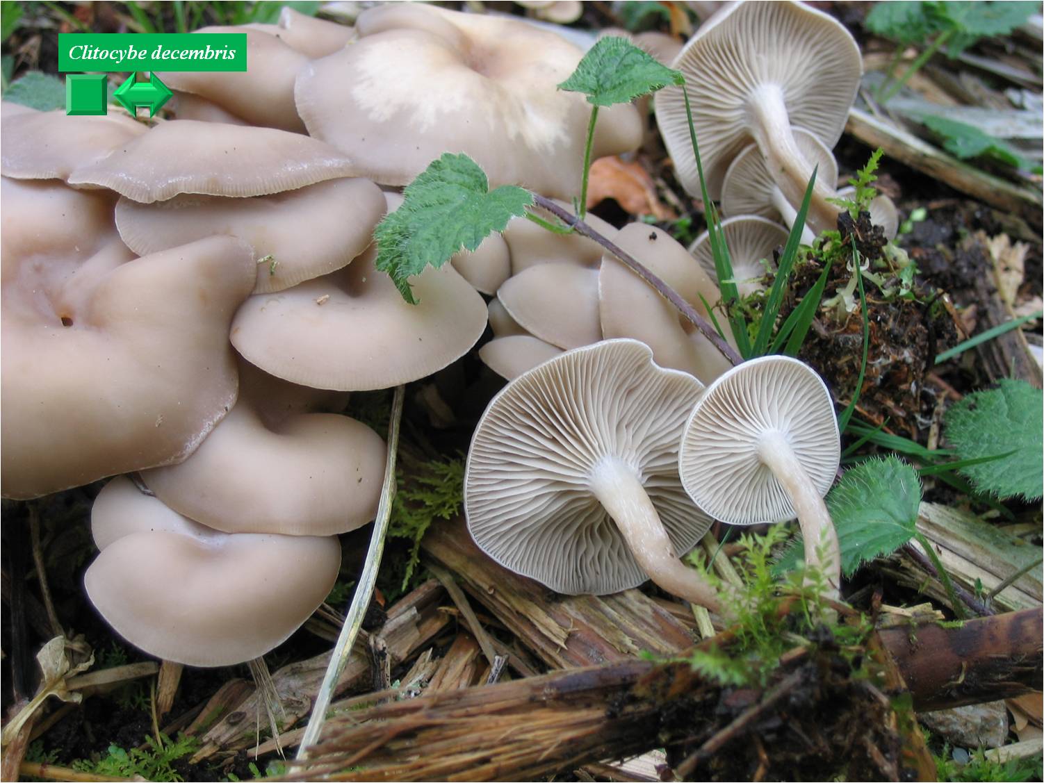 Clitocybe decembris