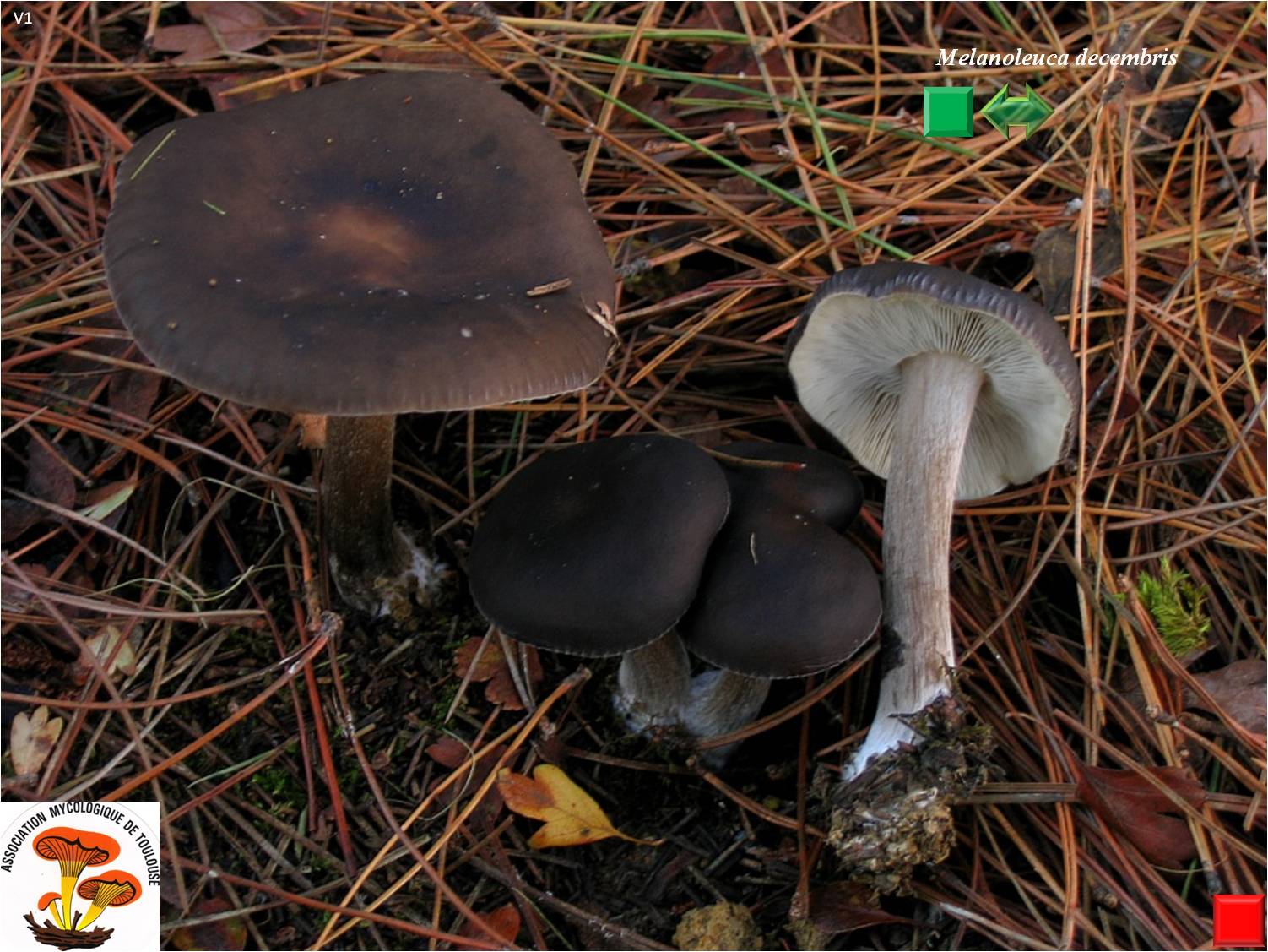 Melanoleuca decembris